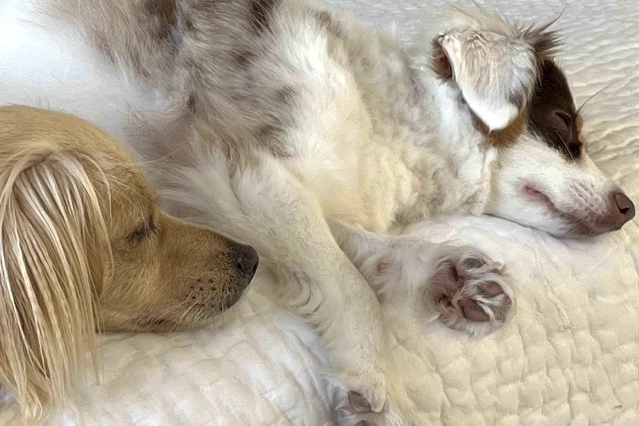 Two small dogs sleeping closely together on a white bed in a hotel room, showing relaxed posture after adjusting to a new environment.