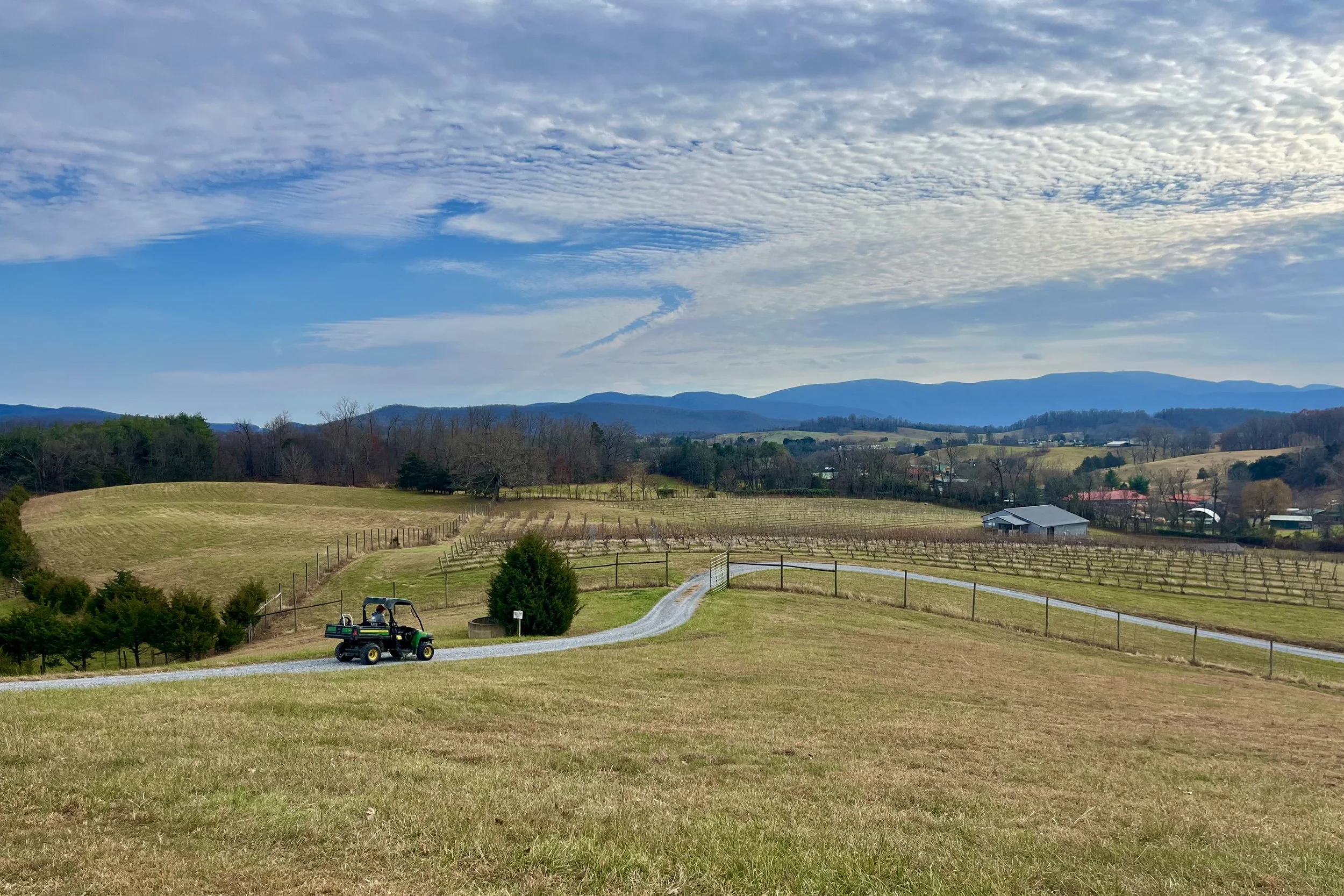 Rolling vineyard rows and winding driveway beneath mountain views in Virginia’s Shenandoah Valley.