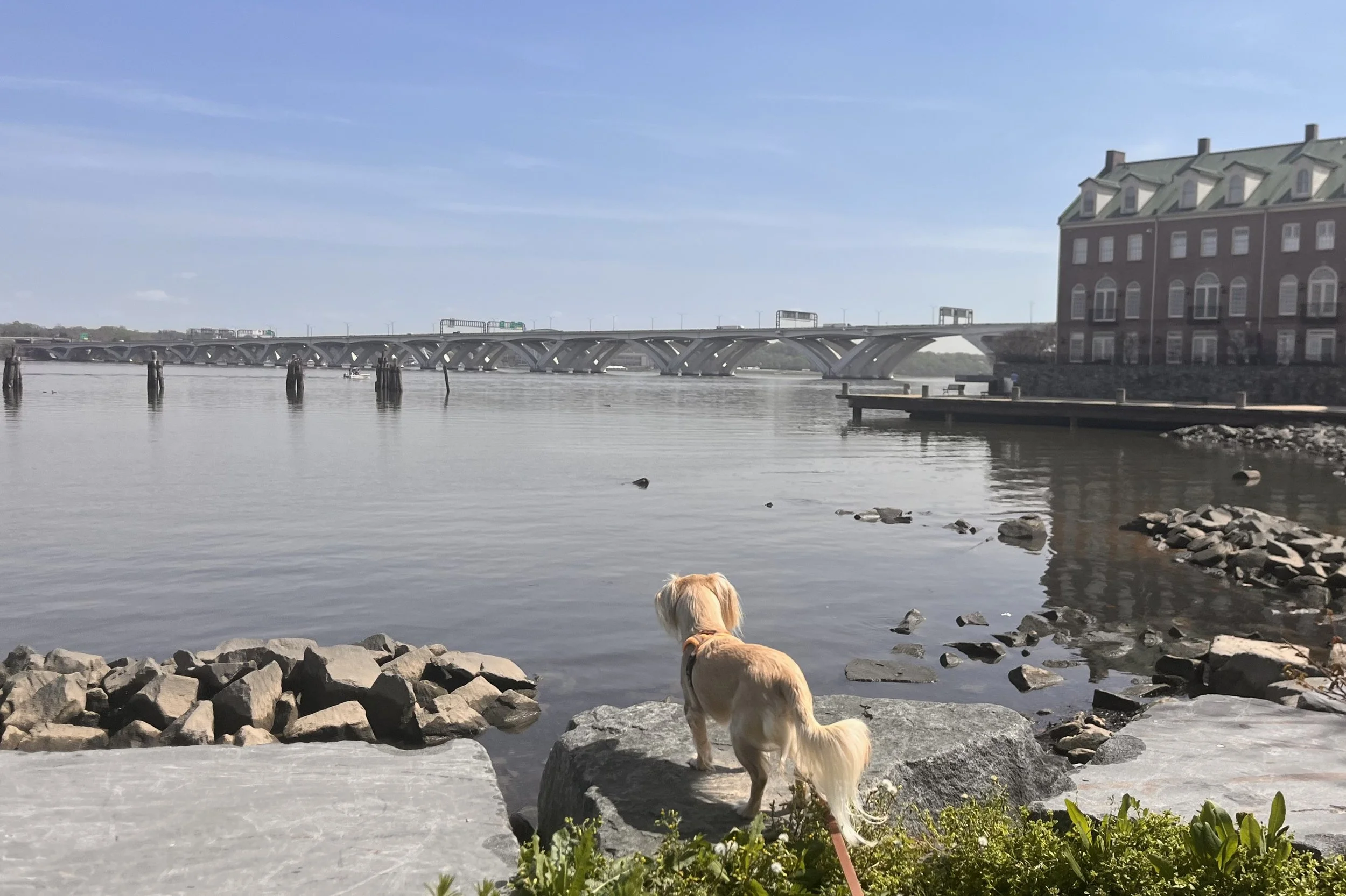 Small dog standing on rocks near the river at Windmill Hill Park with open shoreline and water in view