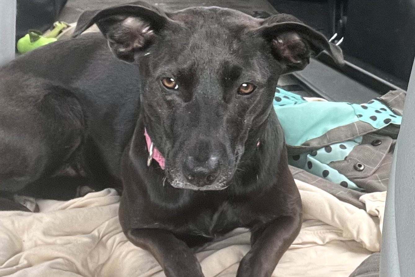 Black dog lying calmly on a blanket in the back seat of a car, relaxed and settled during a ride.