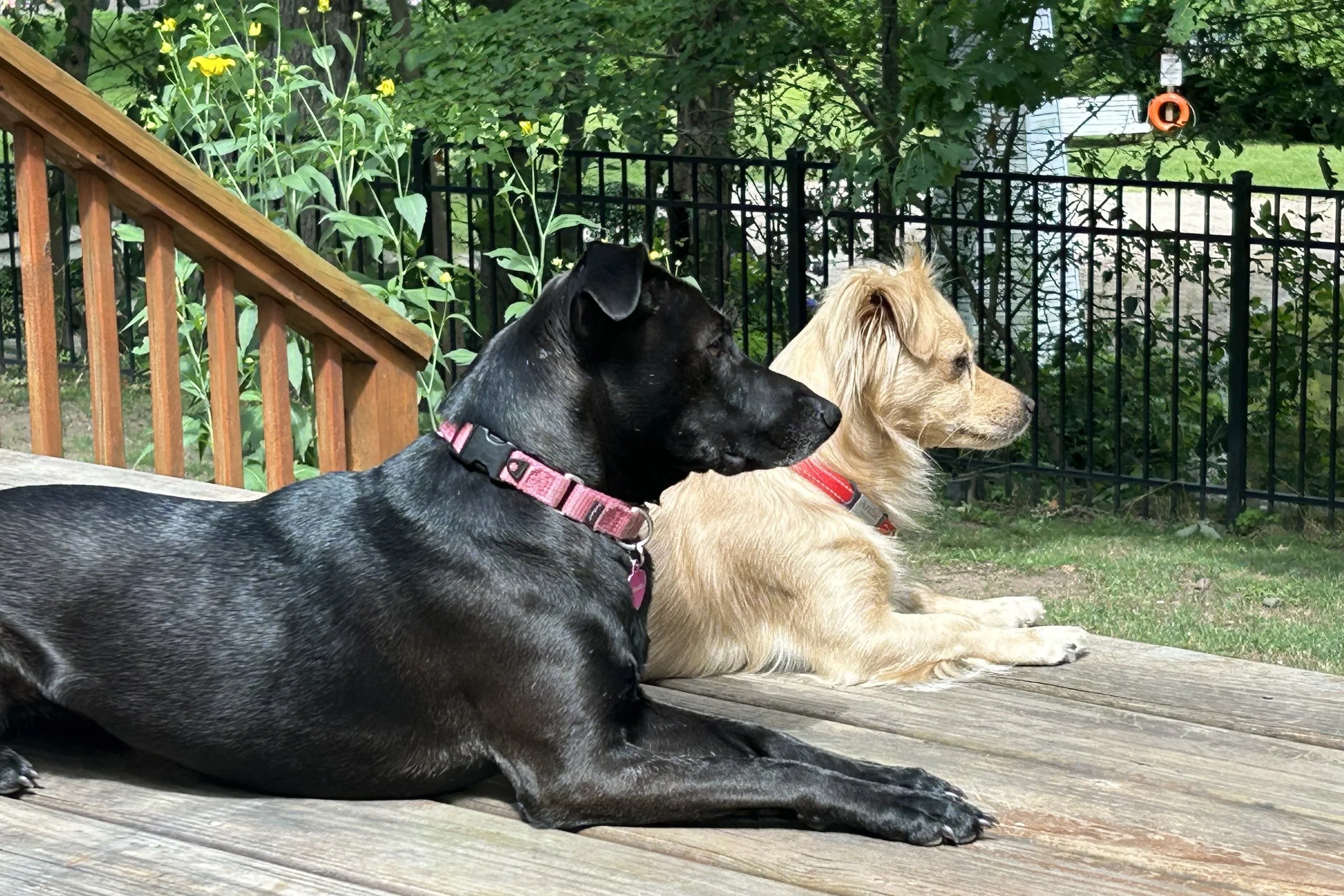 Two dogs resting together on a shaded wooden deck during summer heat, calmly watching the yard from a cooler outdoor space.