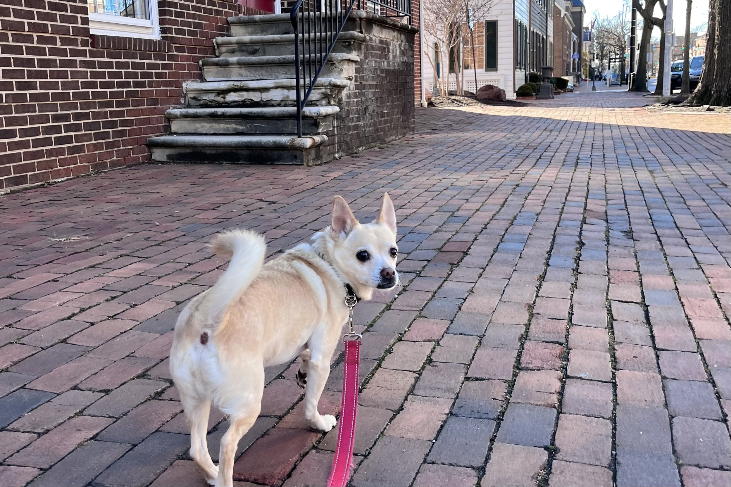Small dog walking on a wide brick sidewalk in Old Town Alexandria with open space and minimal foot traffic.