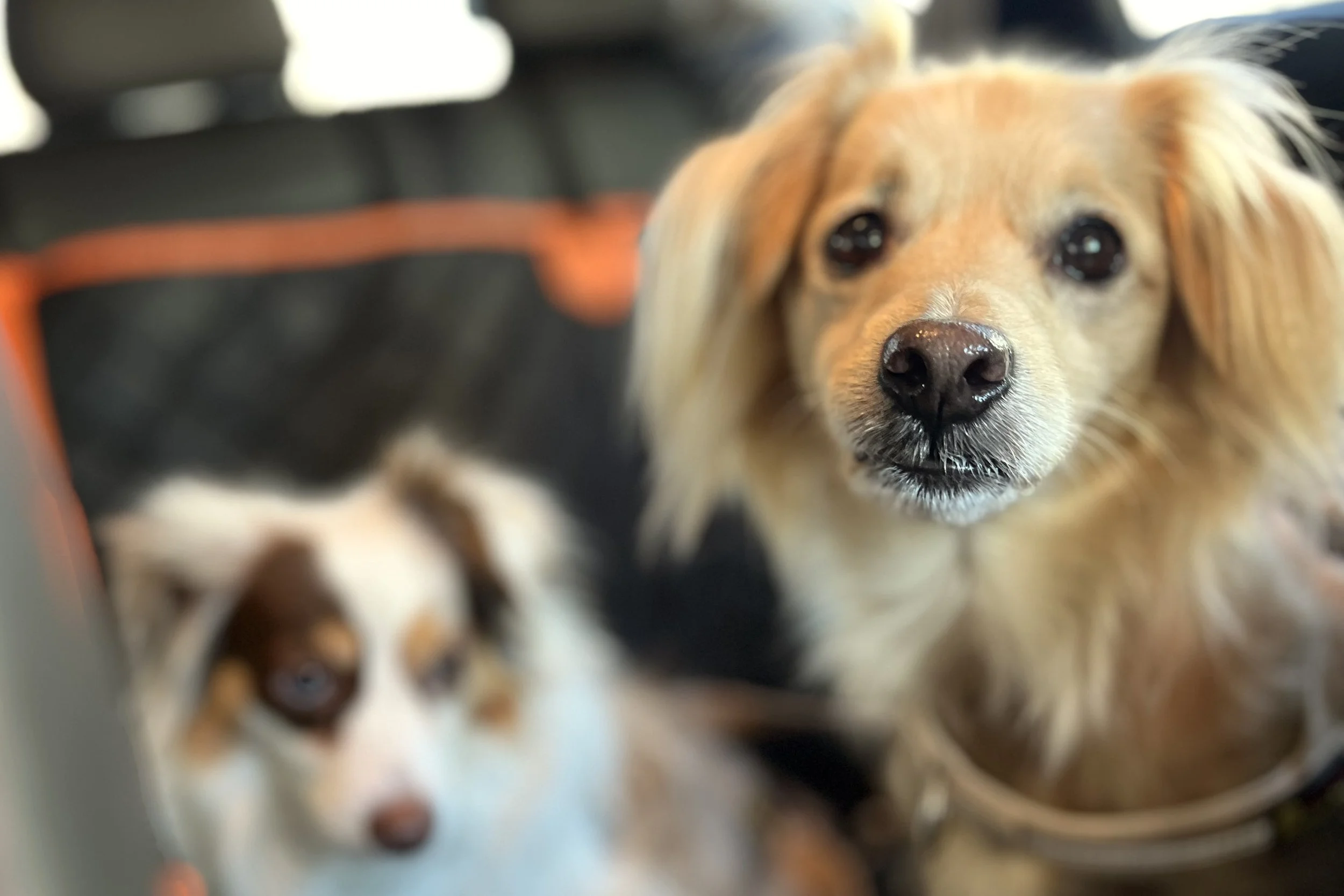 Small dog sitting upright in a car, wide-eyed and alert, watching surroundings instead of resting