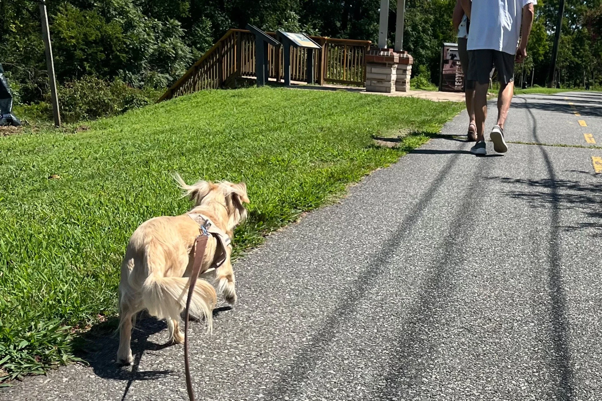 Archie walking on the paved Rappahannock River Heritage Trail beside Old Mill Park in Fredericksburg, Virginia.