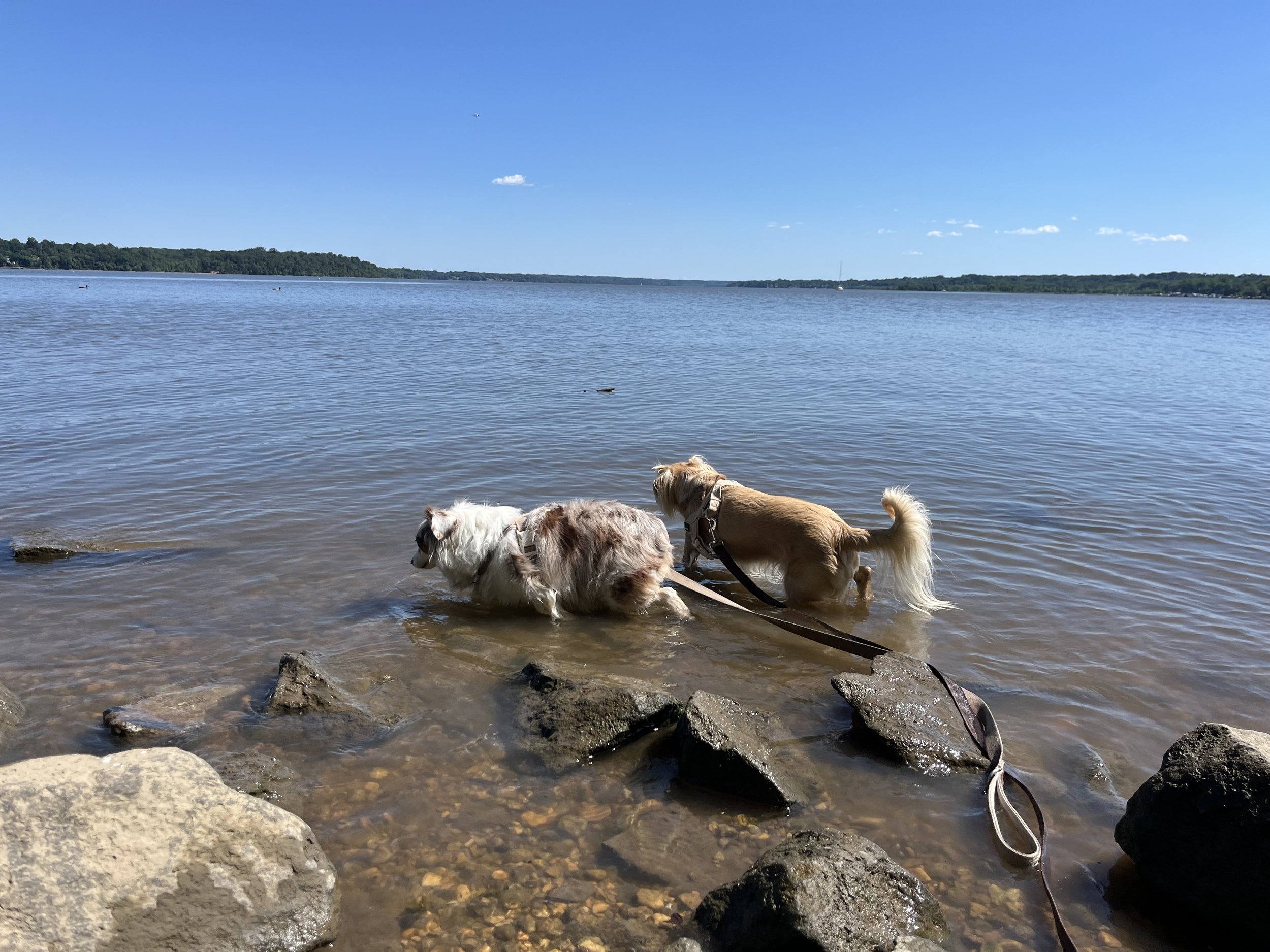 Archie and Saydie exploring the rocky shoreline along the Potomac River at Jones Point Park near Washington, DC.