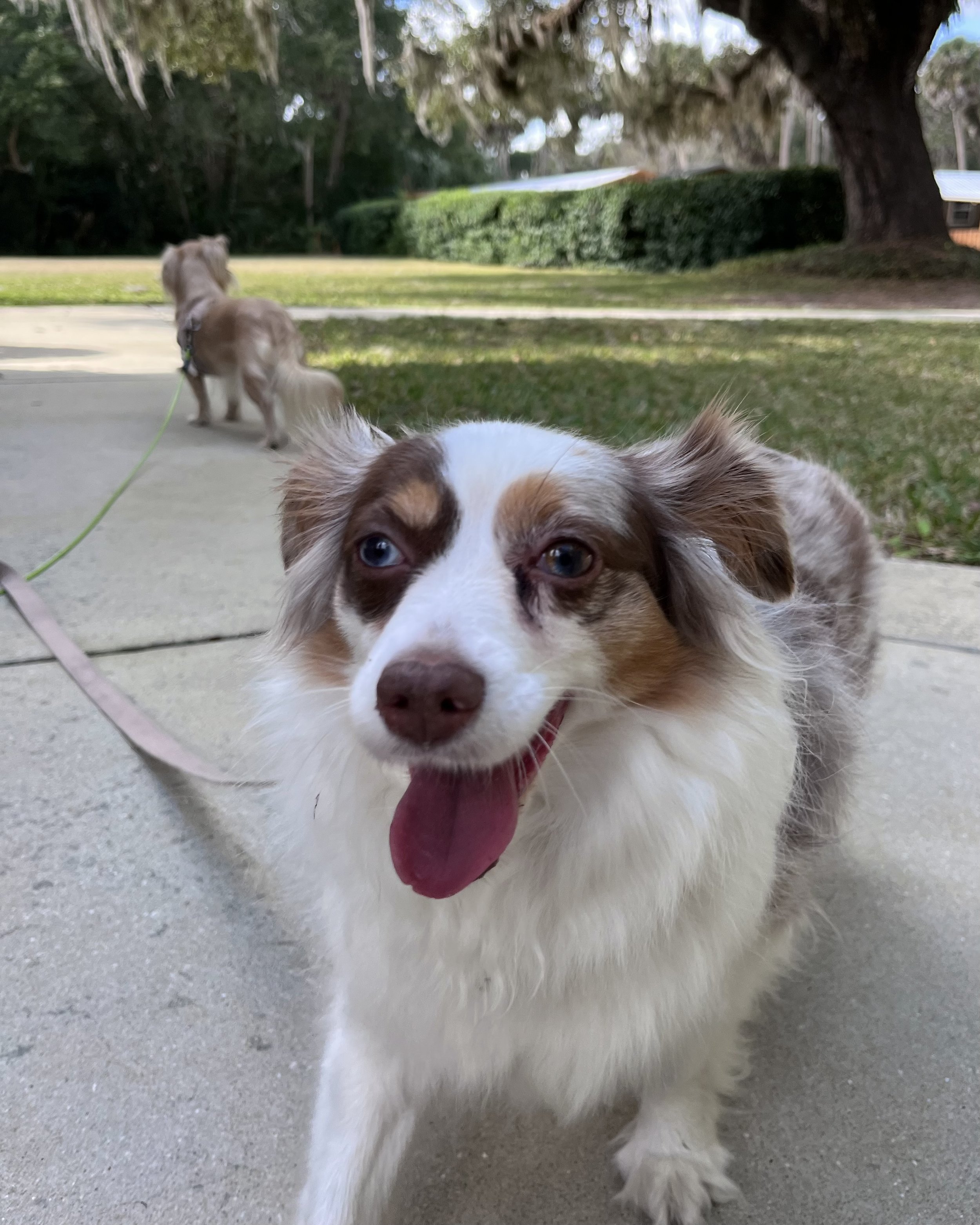 Close-up of a smiling dog on a leash standing on a sidewalk, with another dog walking ahead in the background.