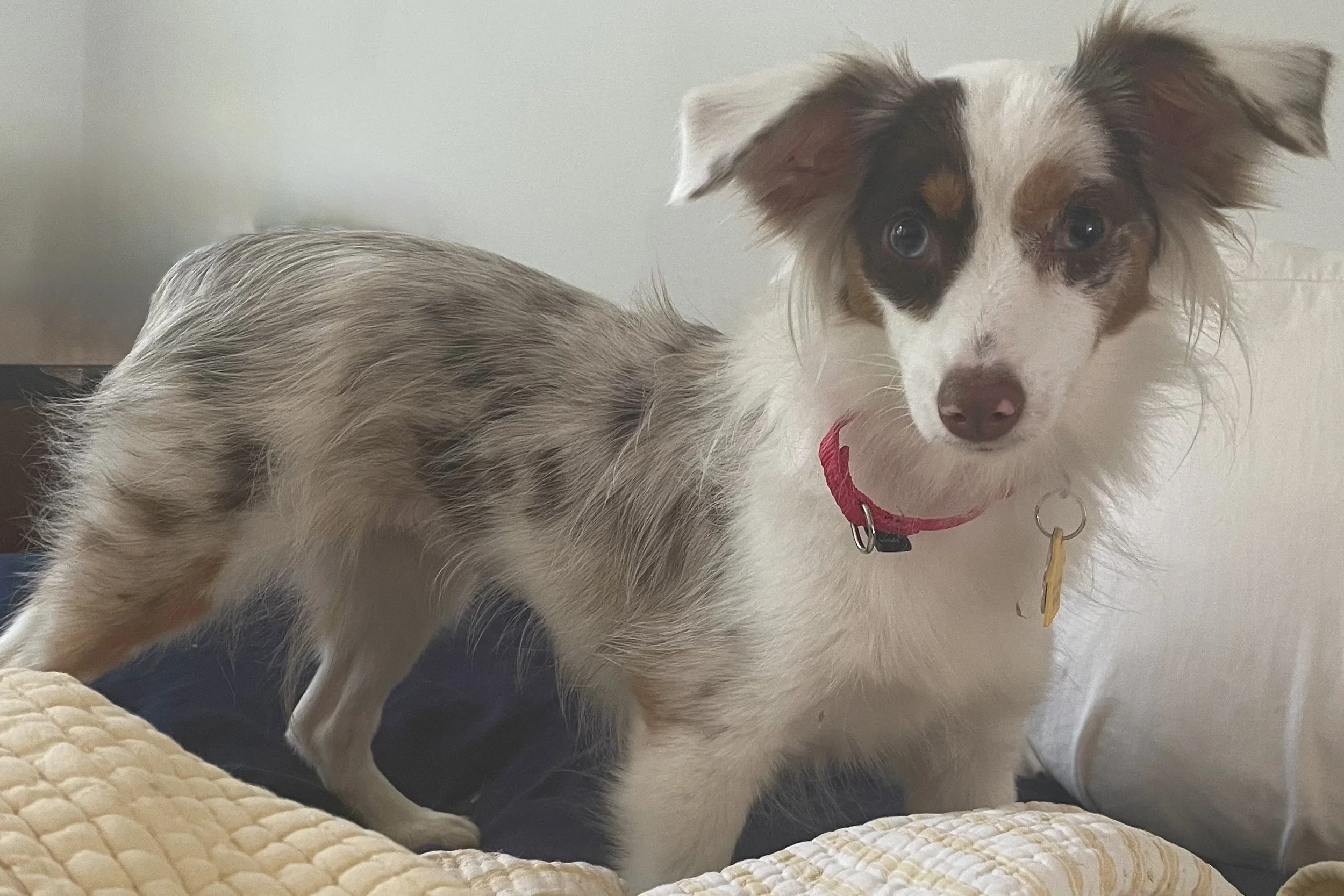 Nervous rescue dog quietly watching from a bed during her first weeks in a new home.