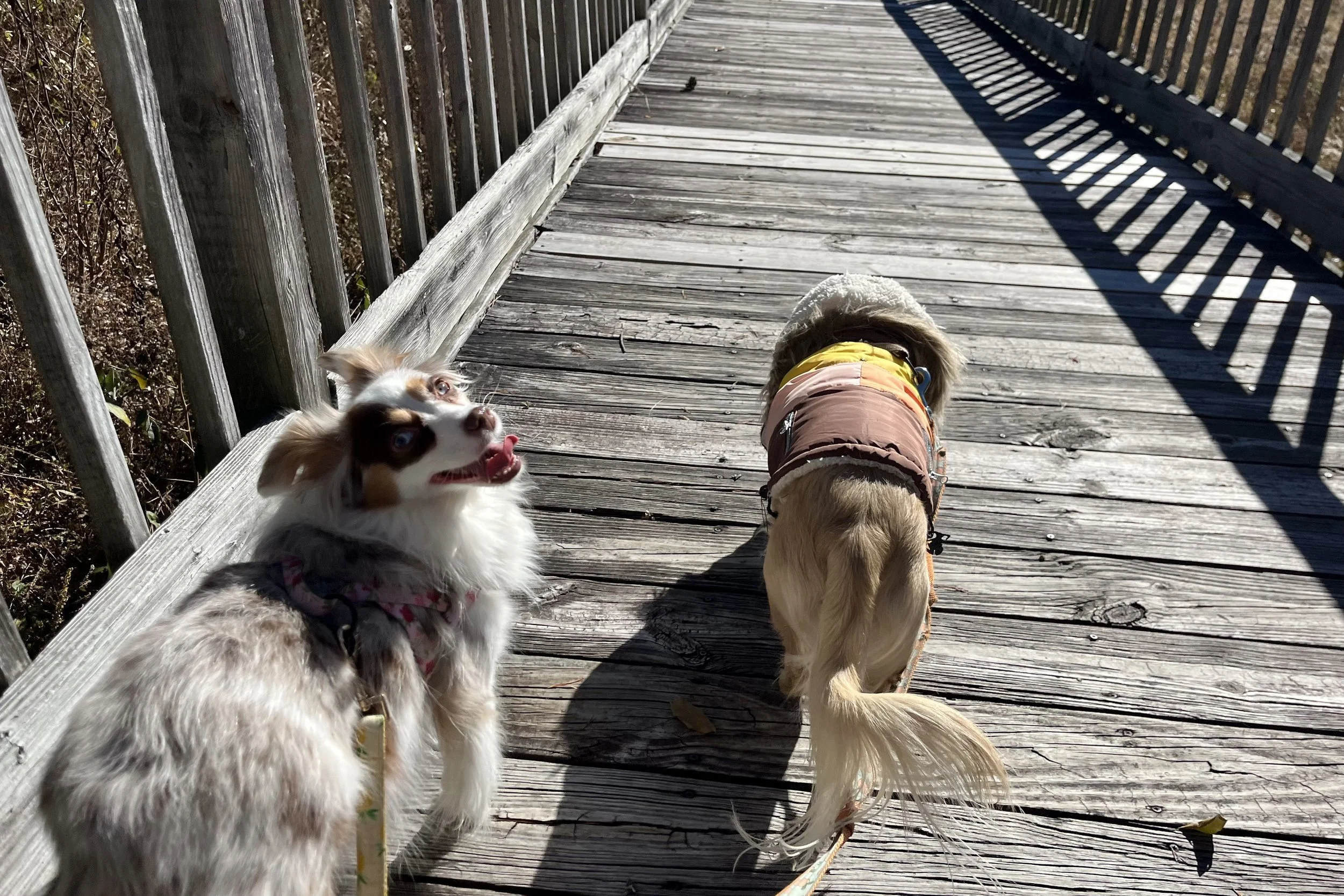 Two small dogs walking across a wooden boardwalk trail at Augusta Natural Springs Wetlands in Virginia.