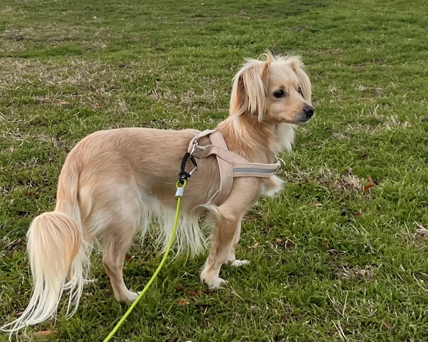 Small tan dog standing in a grassy field, quietly observing his surroundings during an evening walk.