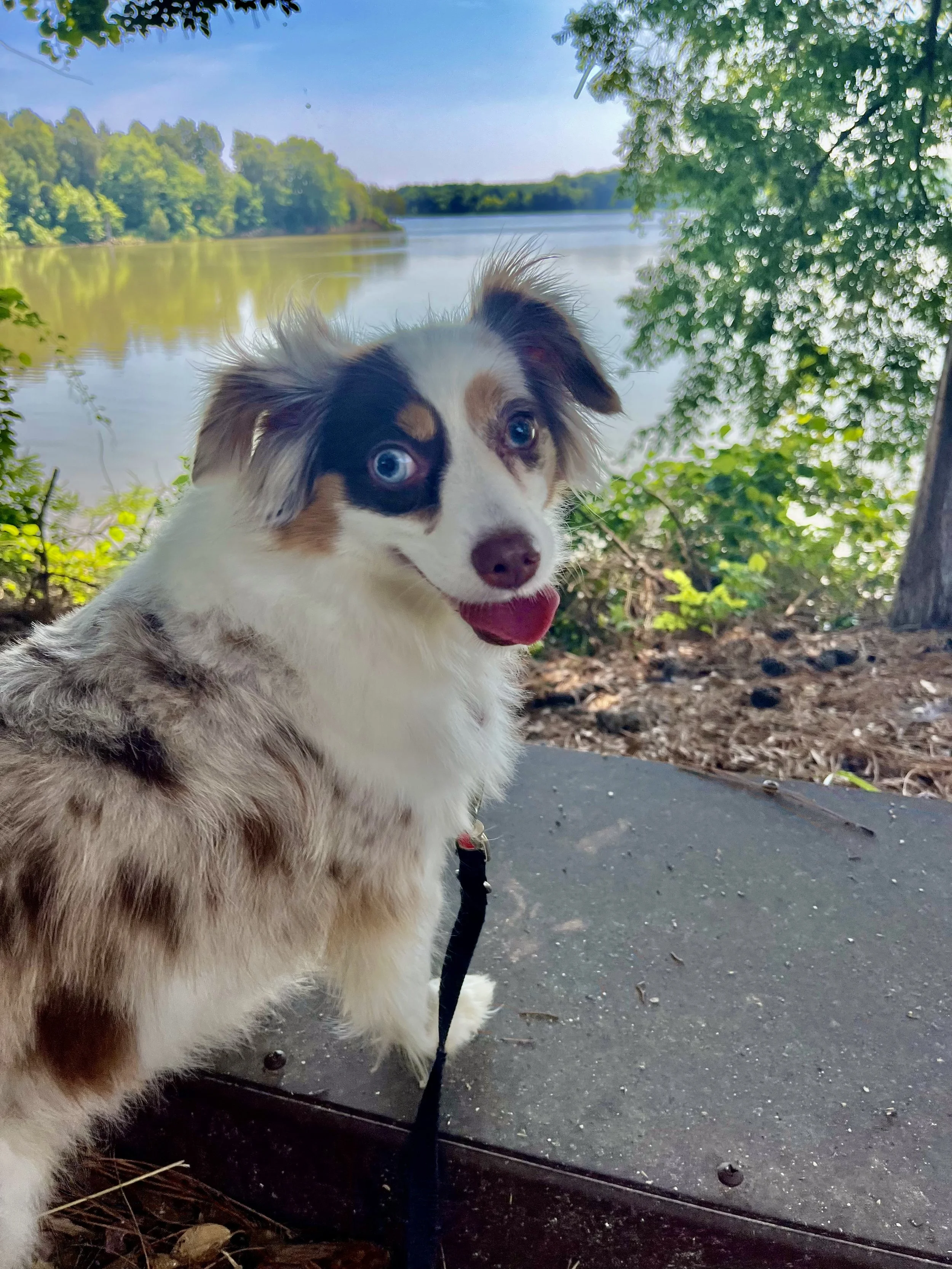 Small dog sitting on a wooden platform along a wooded riverbank at George Washington Birthplace National Monument, with calm water and trees in the background.