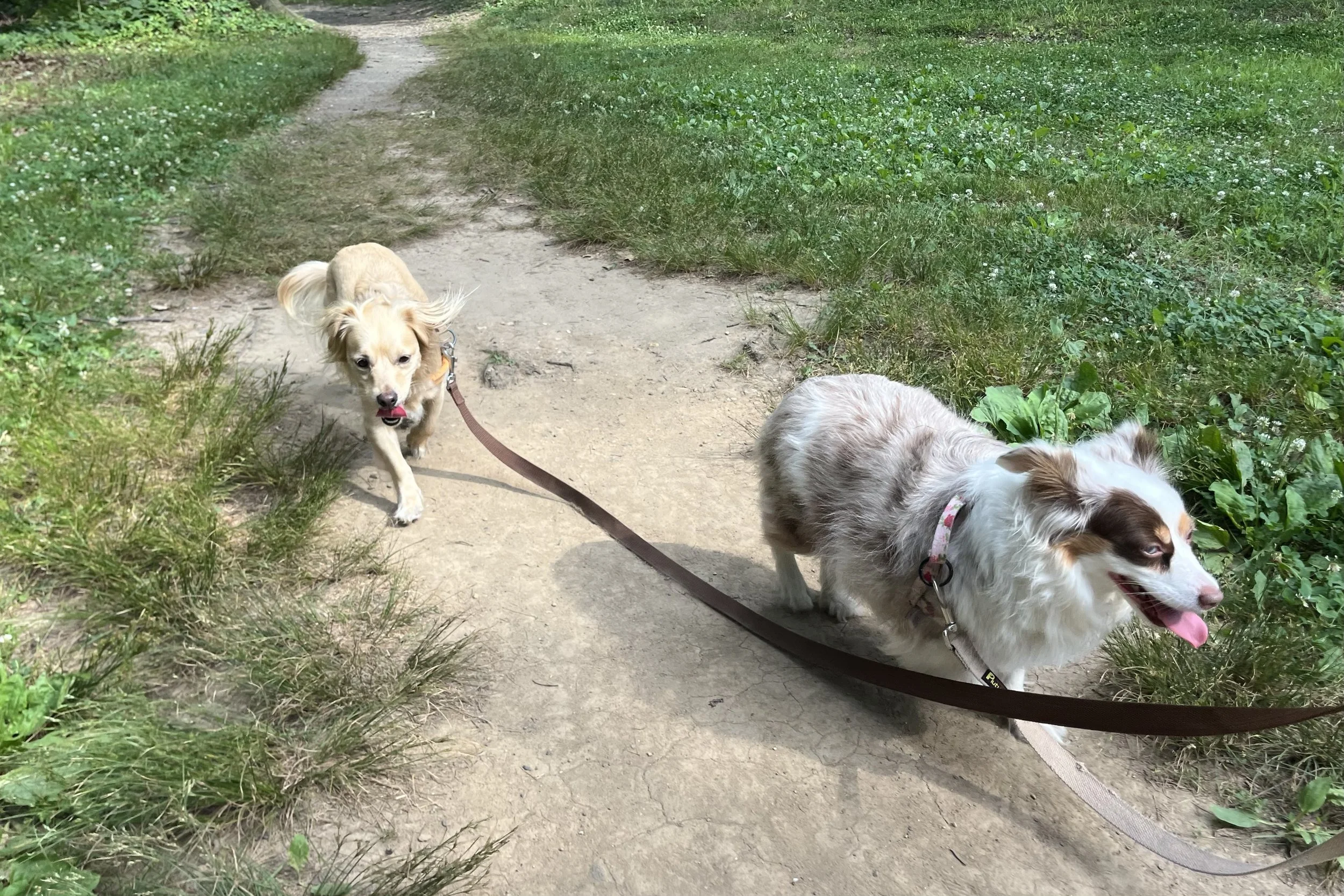 Archie and Saydie panting while walking together on a natural trail during warm weather.