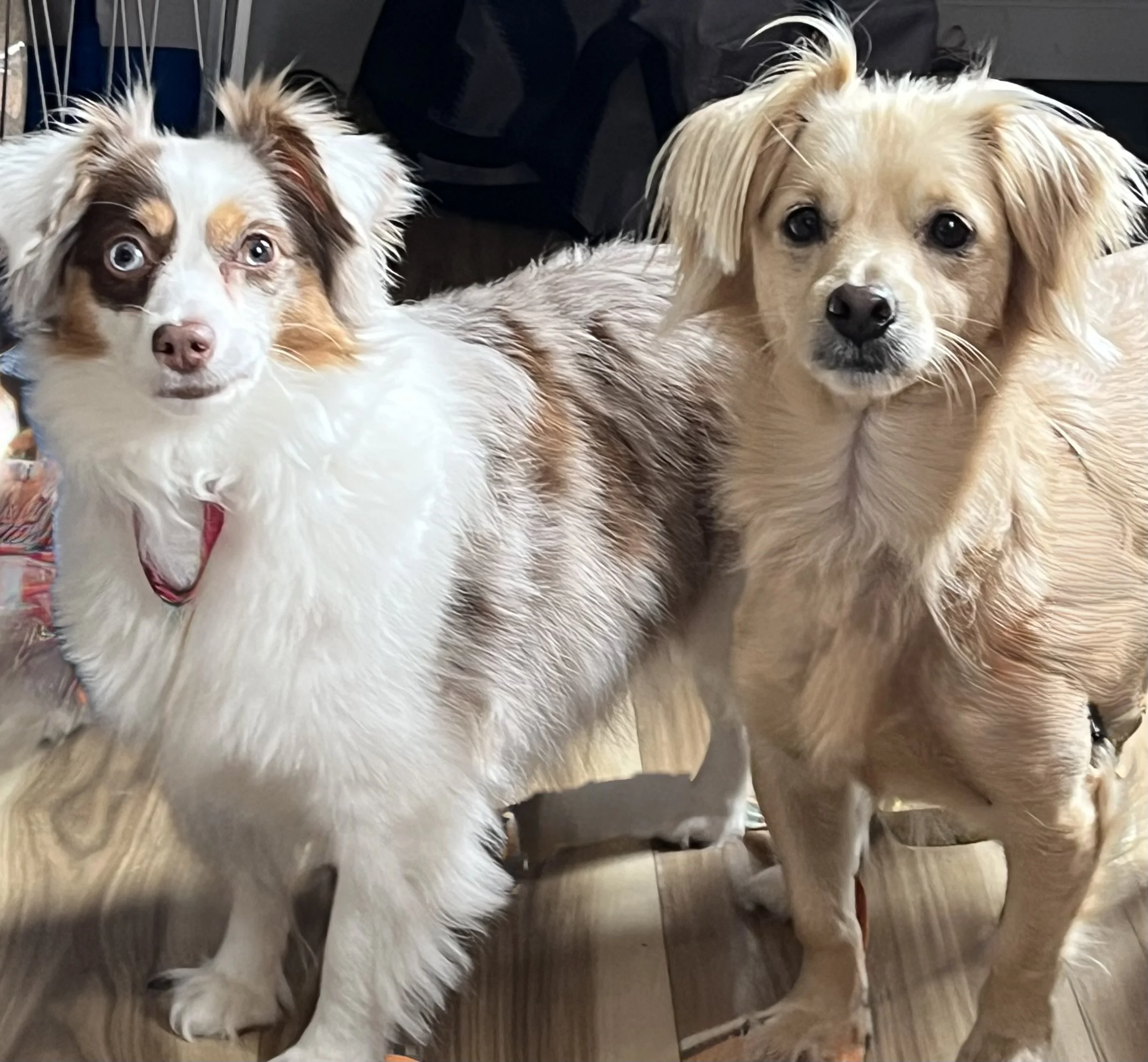 Two small dogs standing side by side indoors at a vineyard tasting room, looking toward the camera in natural light.