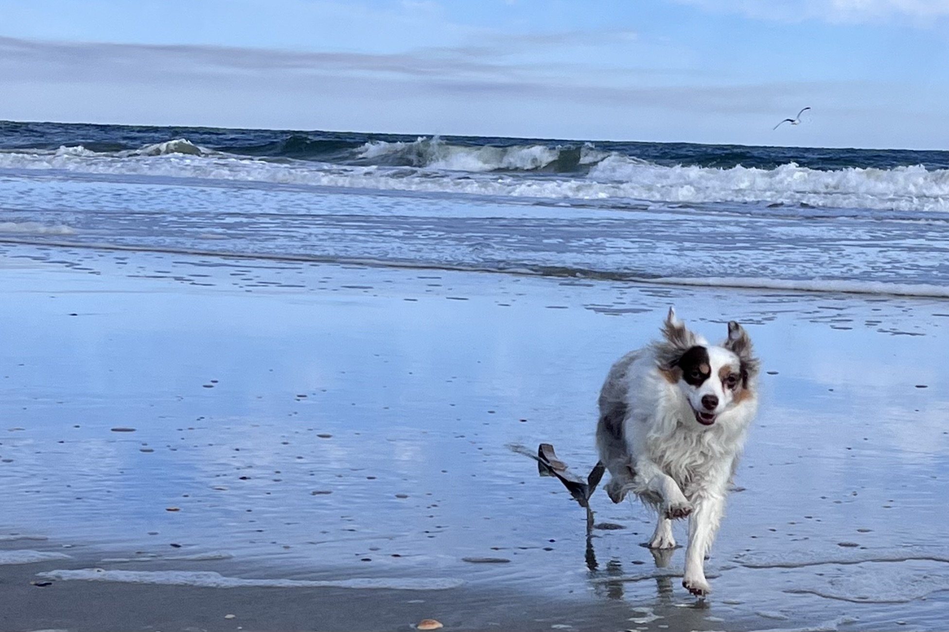 Saydie running along a quiet beach with ocean waves in the background during a dog-friendly day trip.