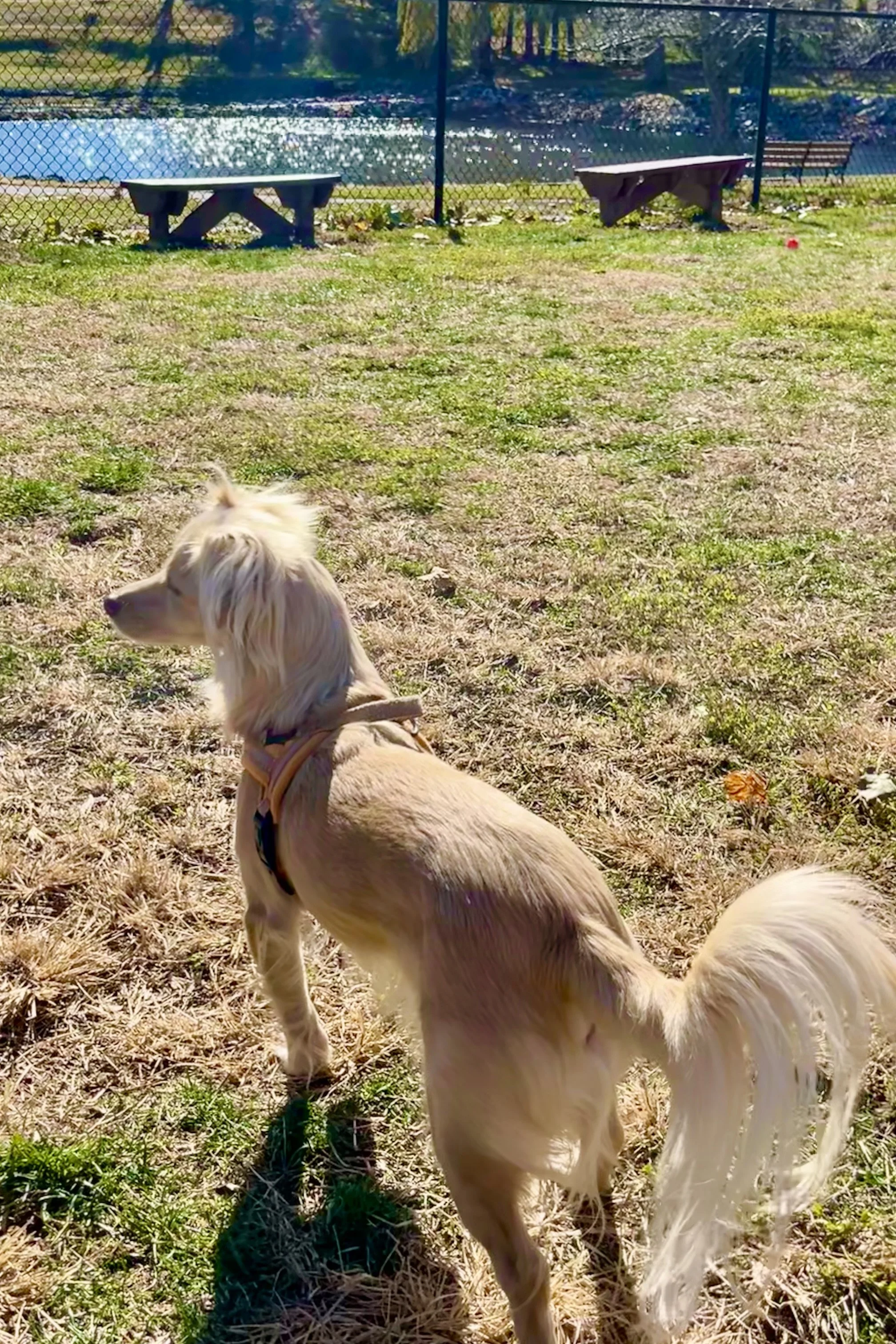 Small dog standing inside the fenced Gypsy Hill Bark Park with the pond visible behind him in Staunton, Virginia.
