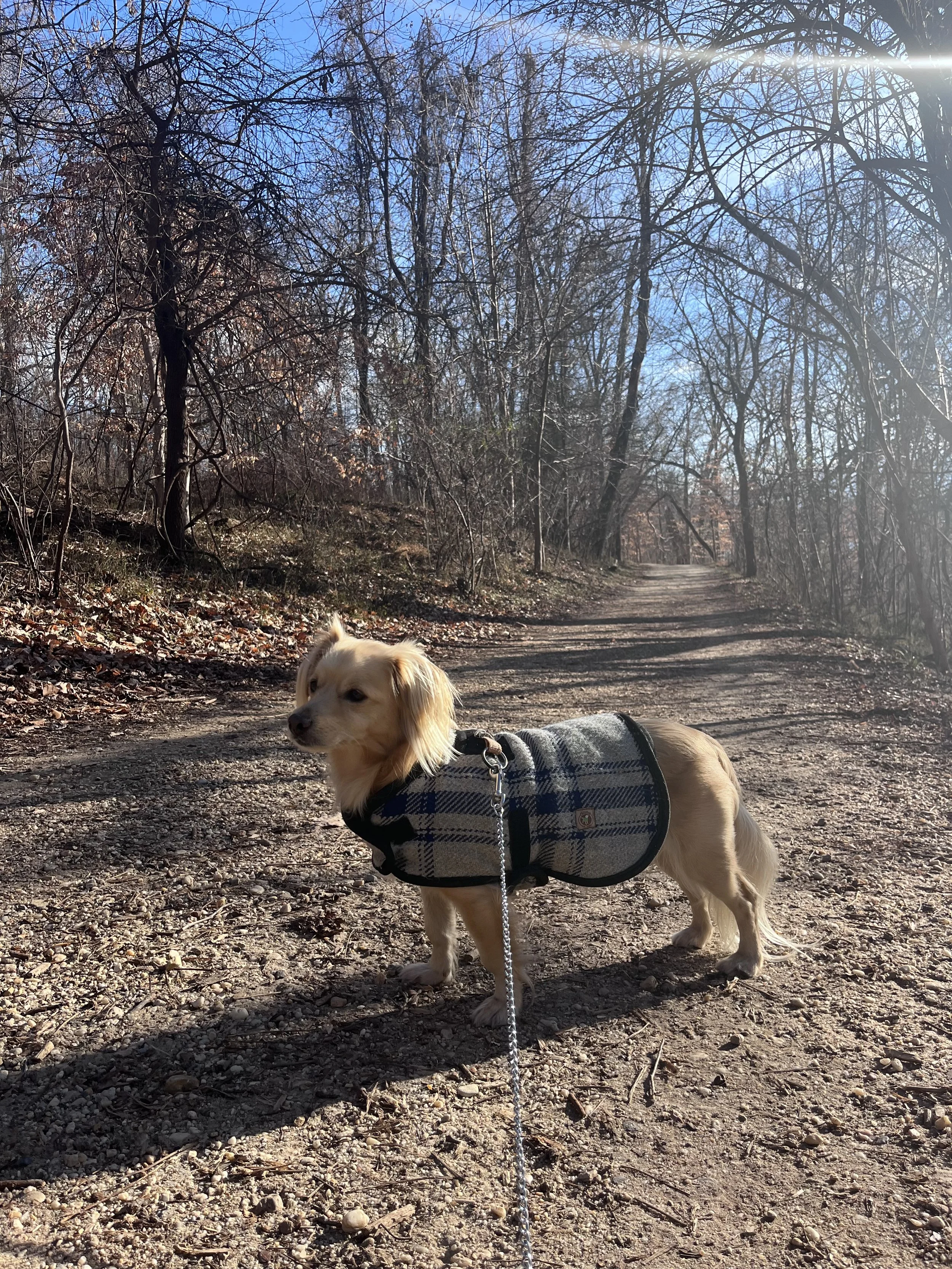 Small dog wearing a plaid jacket standing on a wide gravel trail surrounded by winter trees on Theodore Roosevelt Island.