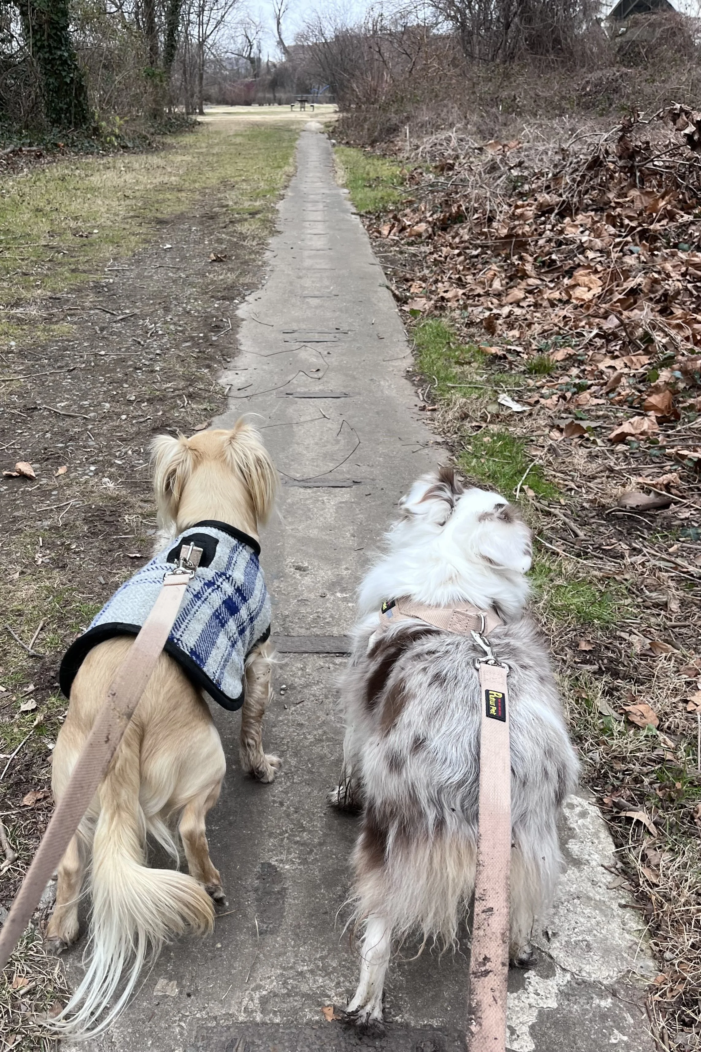 Two small dogs walking away down a narrow trail near Jones Point Park toward an open grassy area.