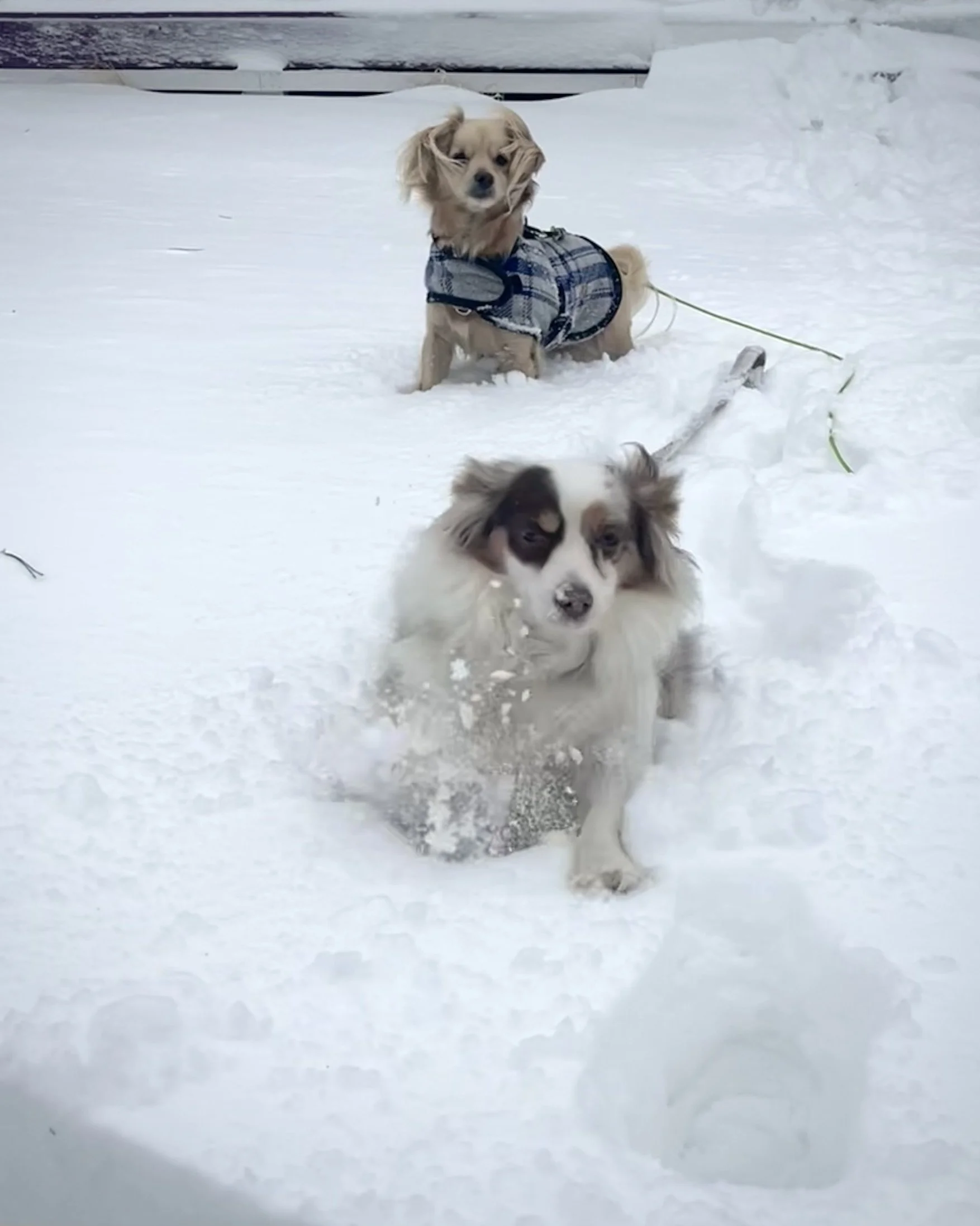Snowdrifts and footprints along a coastal boardwalk after heavy snowfall and high winds.
