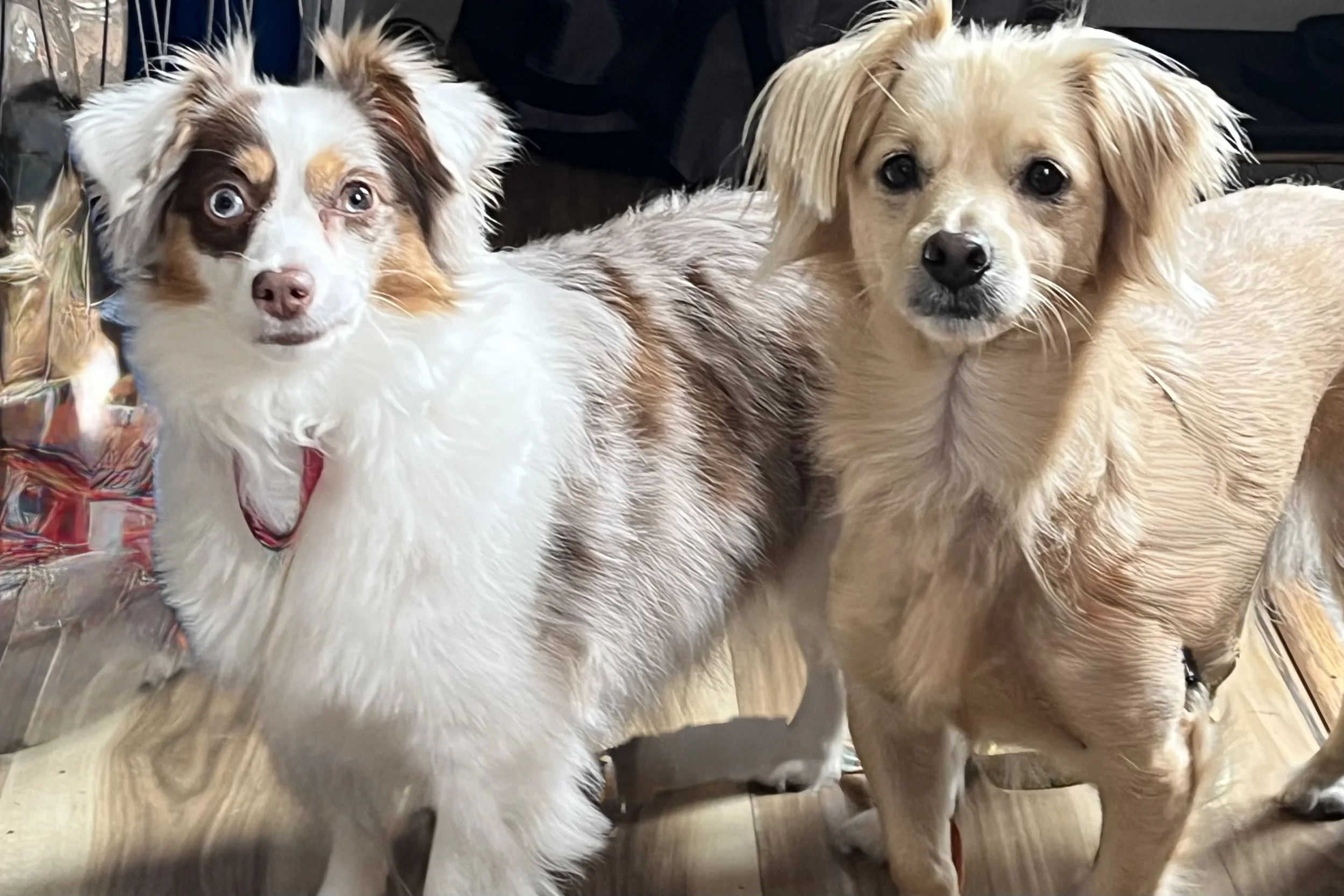 Two small dogs standing calmly inside a tiny cottage rental in Cape Charles, relaxed and settled after a quiet beach day.