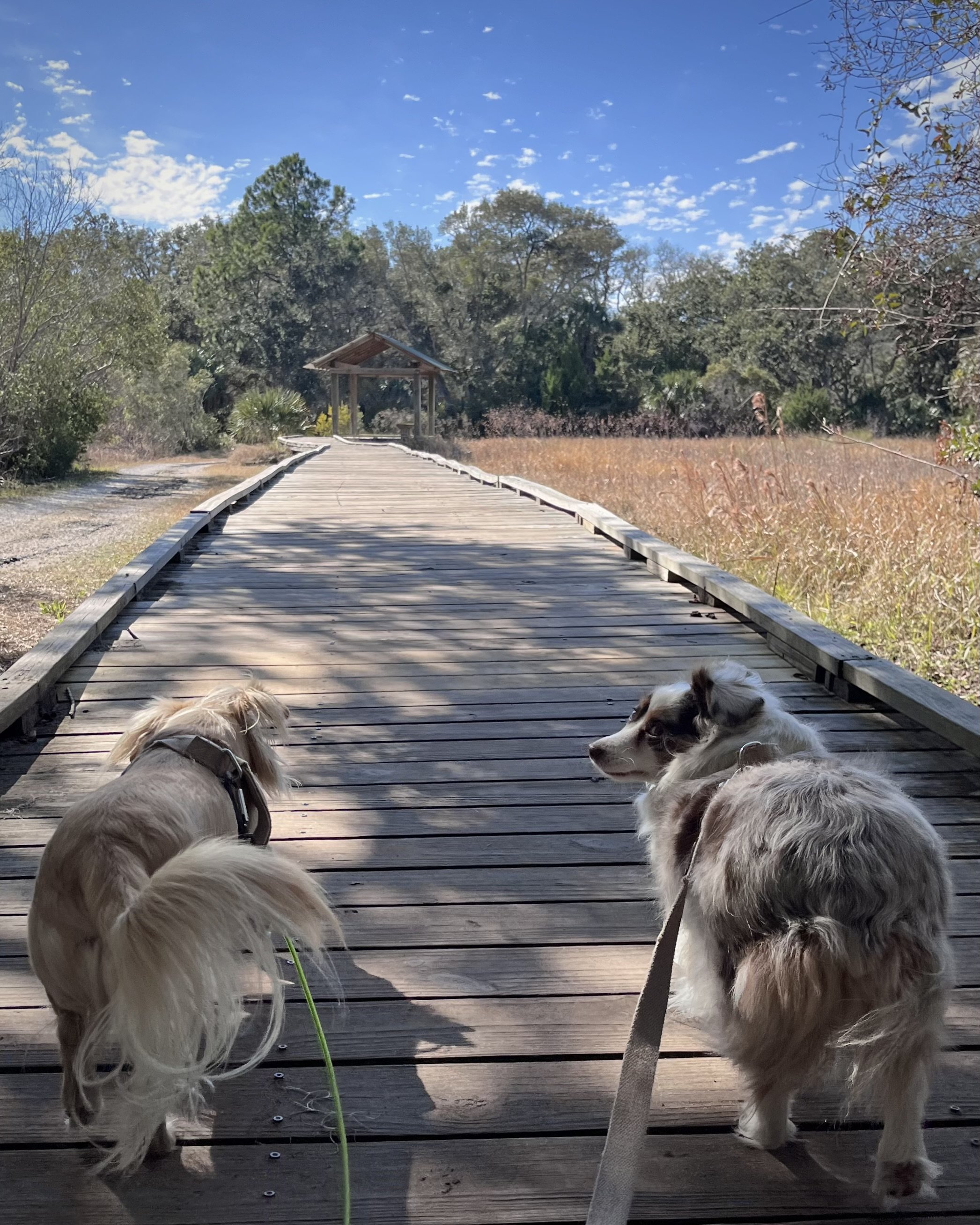Two small dogs standing on a wooden boardwalk with marsh grasses and trees in the background.