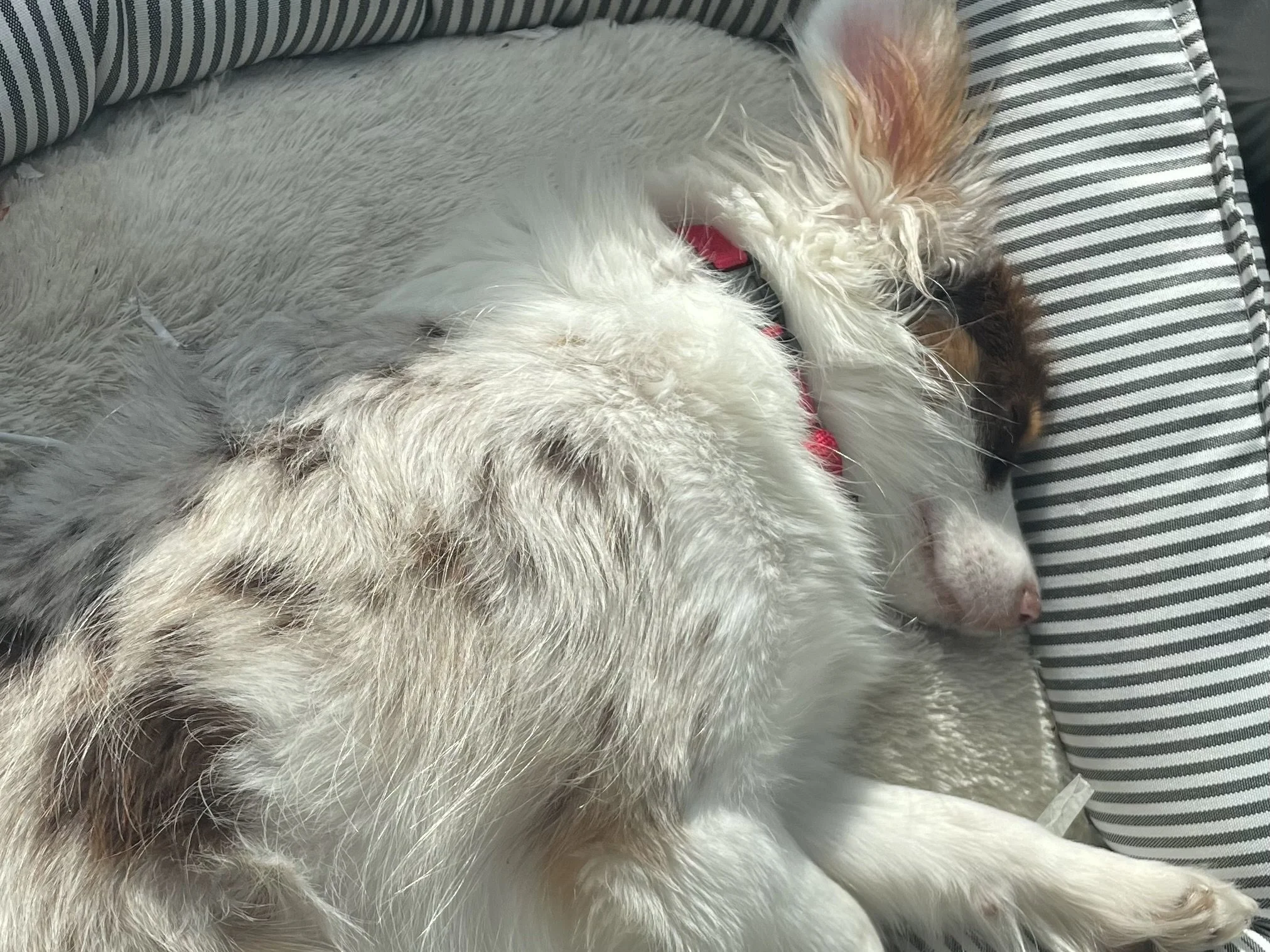 dogs sleeping closely together in a soft bed, fully settled and relaxed