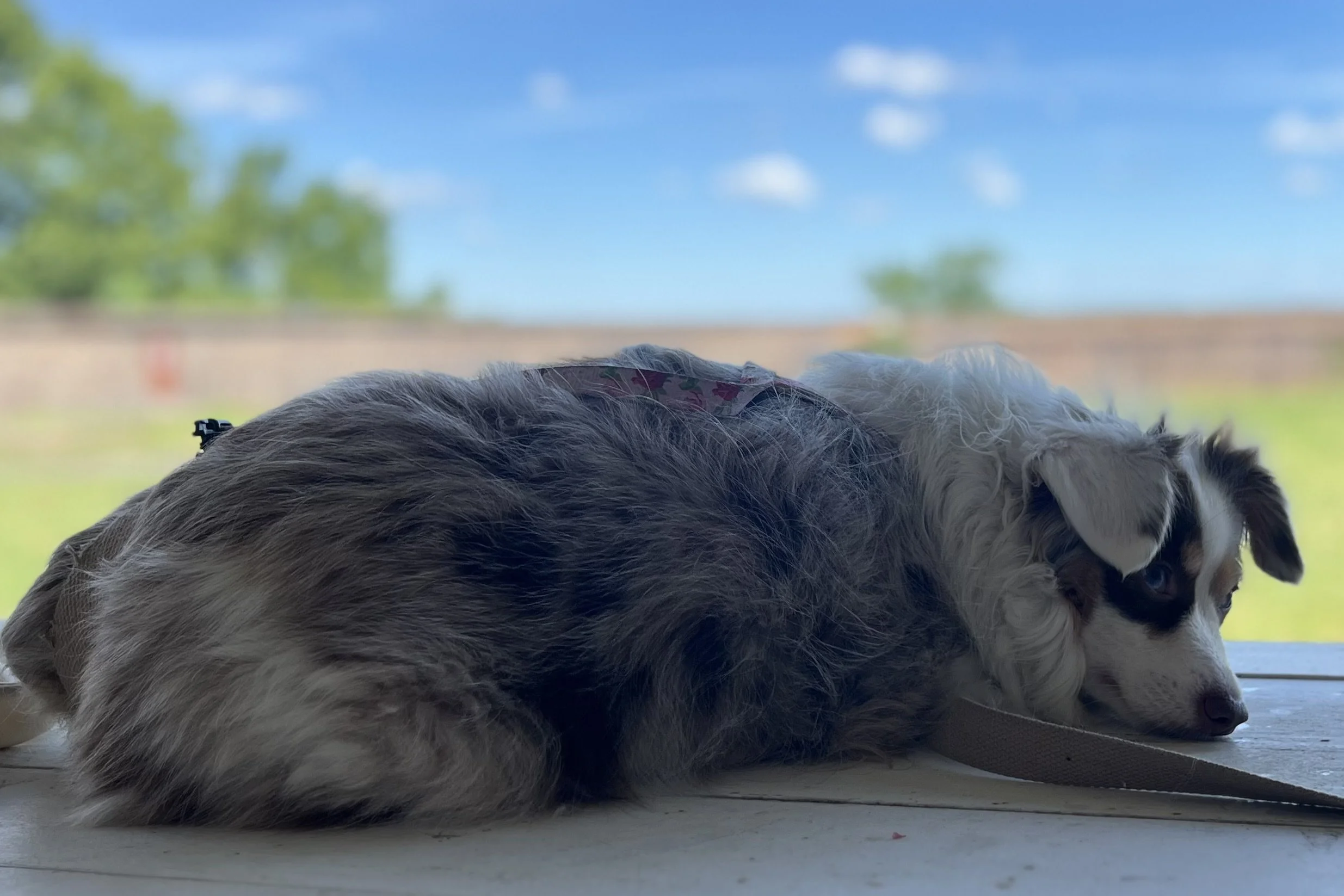 Small dog lying in the shade inside Fort Washington with the fort grounds visible in the background.
