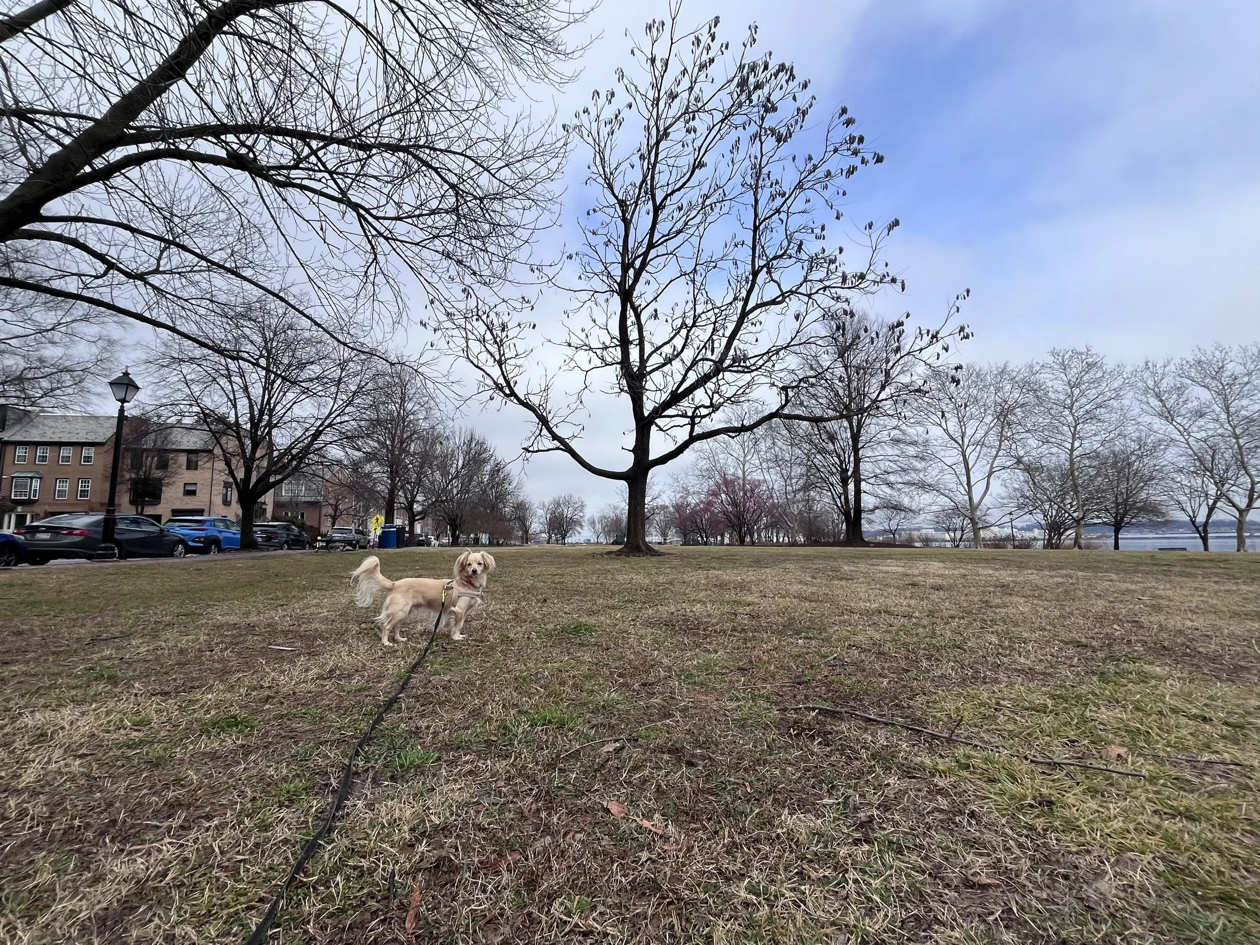 Small tan dog standing calmly in a wide open grassy park, looking away with a loose leash and relaxed posture