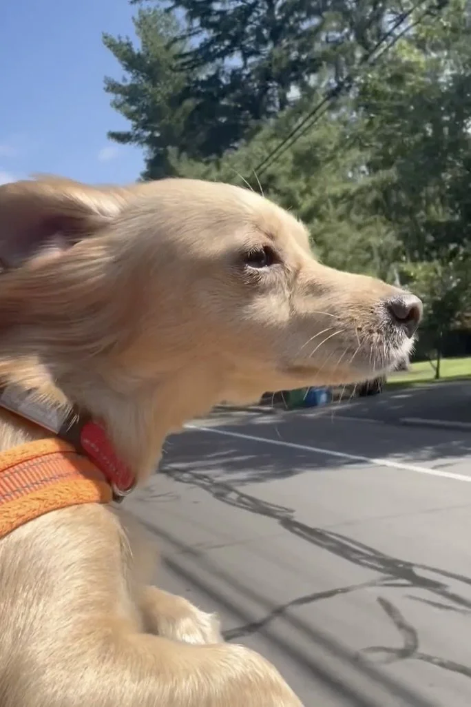 Small tan dog riding in a car with its face near the open window on a sunny summer day.