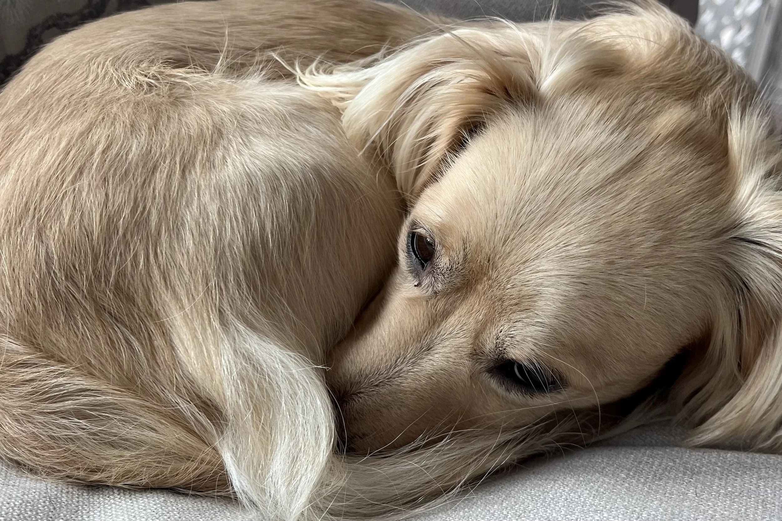 Small dog curled tightly on a couch with eyes partially open, resting but not fully asleep yet.