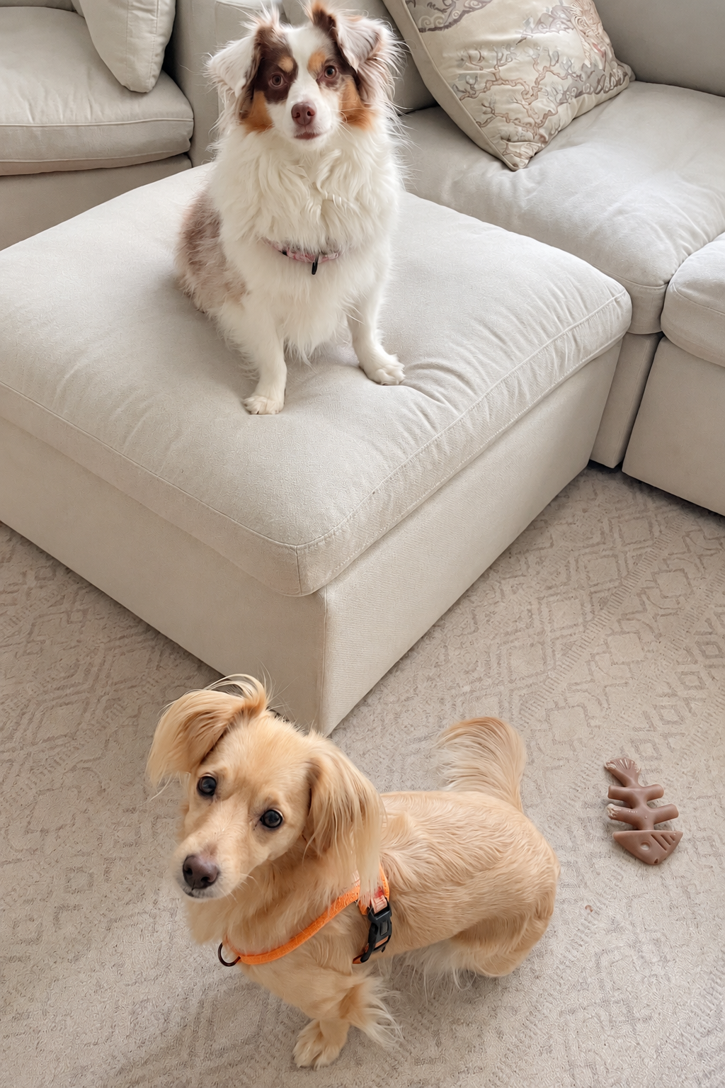 Saydie sits on a cream ottoman while Archie sits on the rug below, both looking toward the camera.