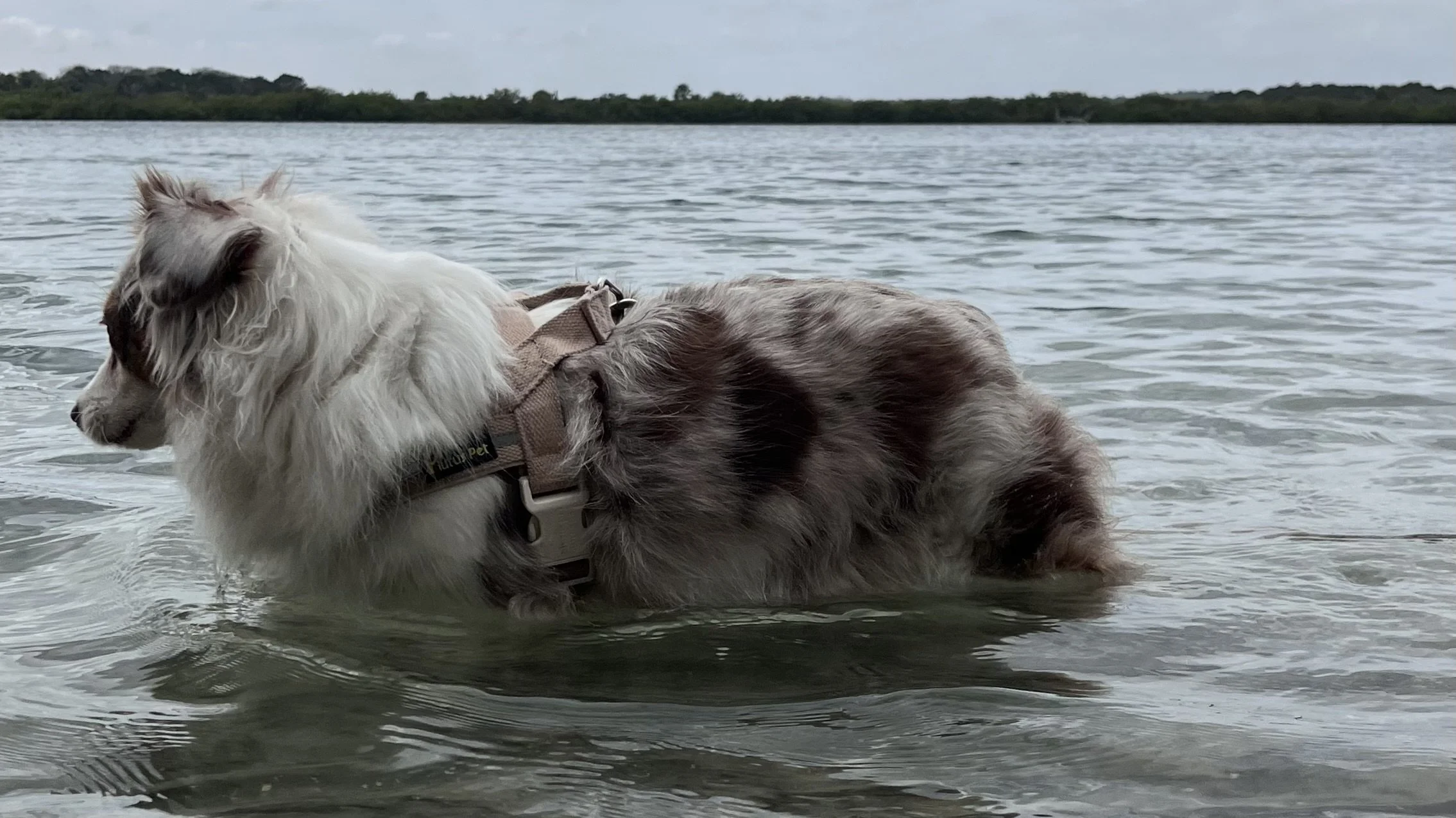 Dog standing in shallow water at Matanzas Inlet.