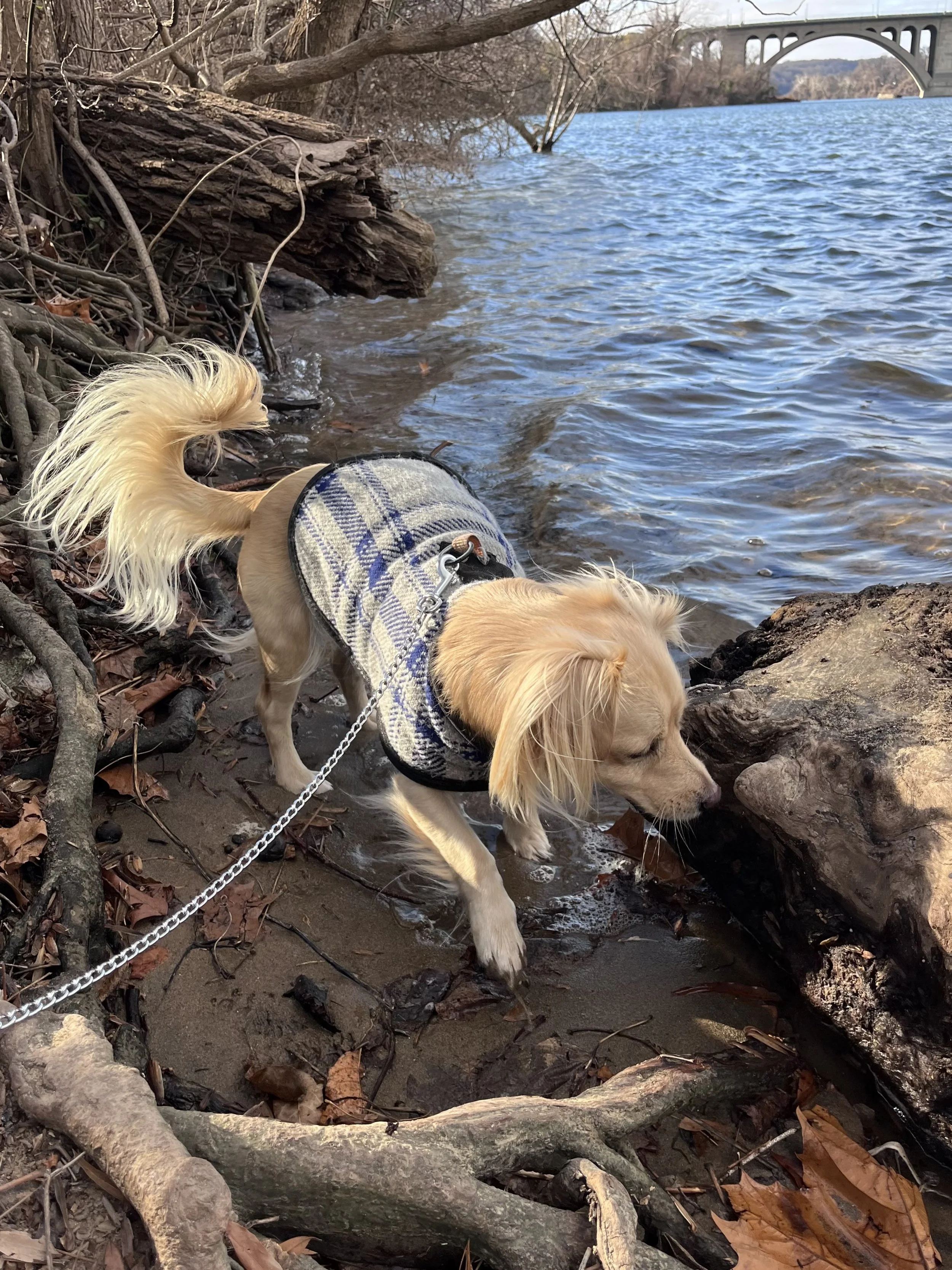 Small dog wearing a plaid jacket standing at the river’s edge on Theodore Roosevelt Island, with water and shoreline visible.