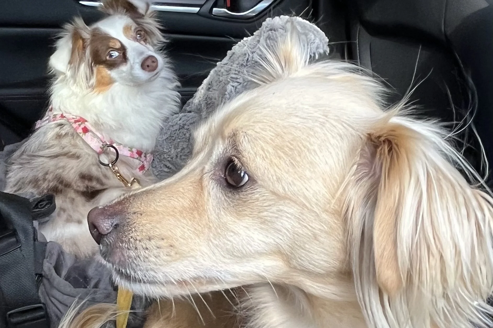 Two small dogs sitting quietly in the backseat of a car, one tan dog in the foreground looking ahead while a white and brown dog watches from behind, both calm and observant during travel.