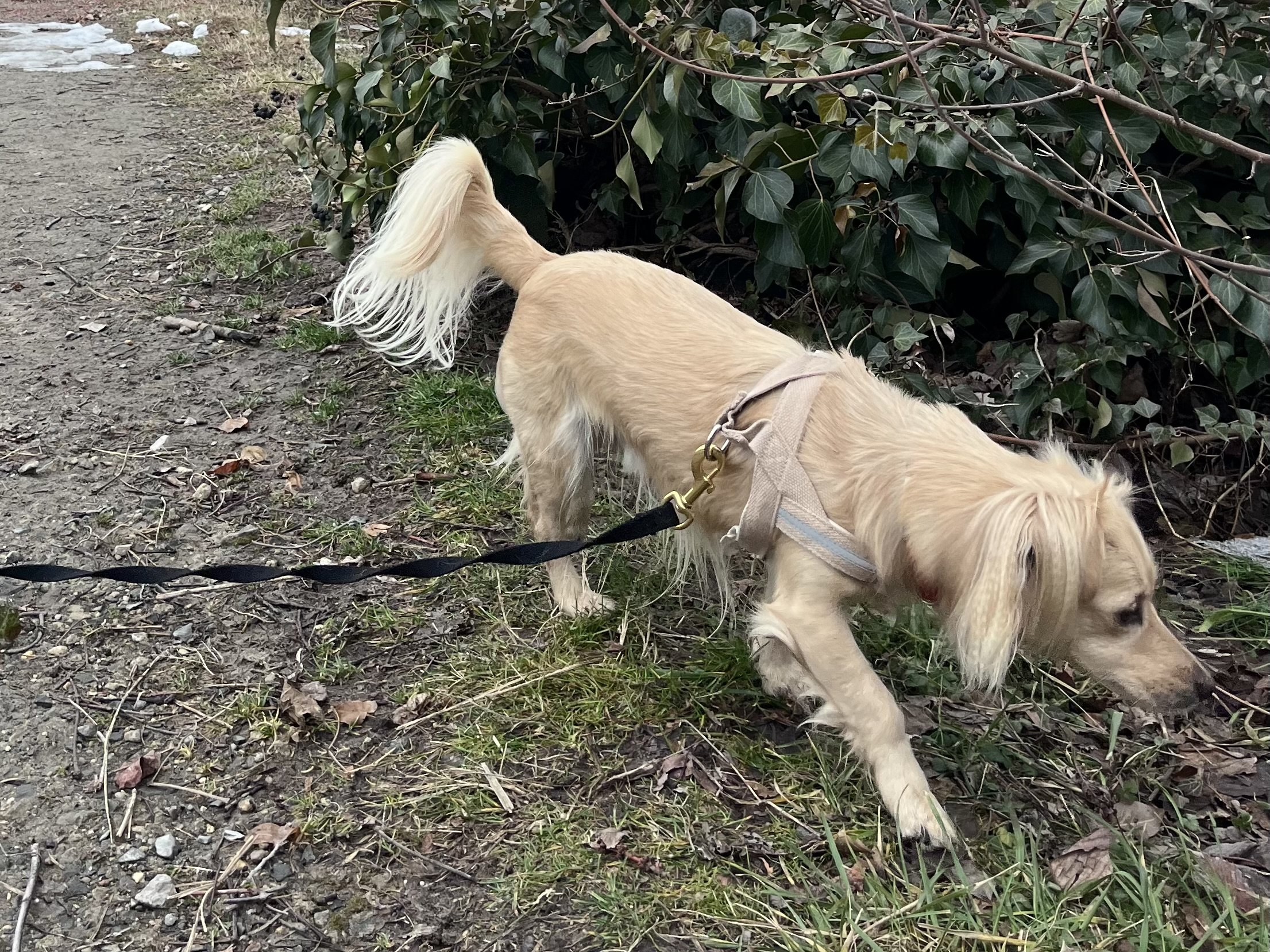 Small tan dog on leash sniffing grass and leaves near a hotel walkway, cautiously exploring a new outdoor space during travel.