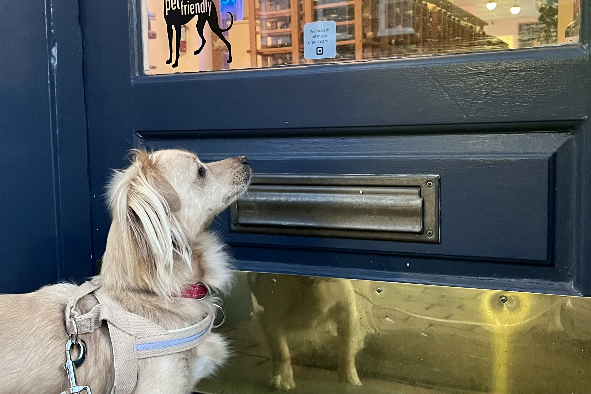 Small dog looking up at a pet-friendly sign on a shop door in Old Town Alexandria.