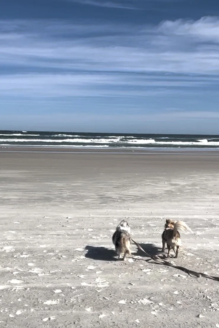 Two small dogs walking on a wide, uncrowded beach with wind-blown fur, ocean waves in the distance, and a dramatic blue sky overhead.