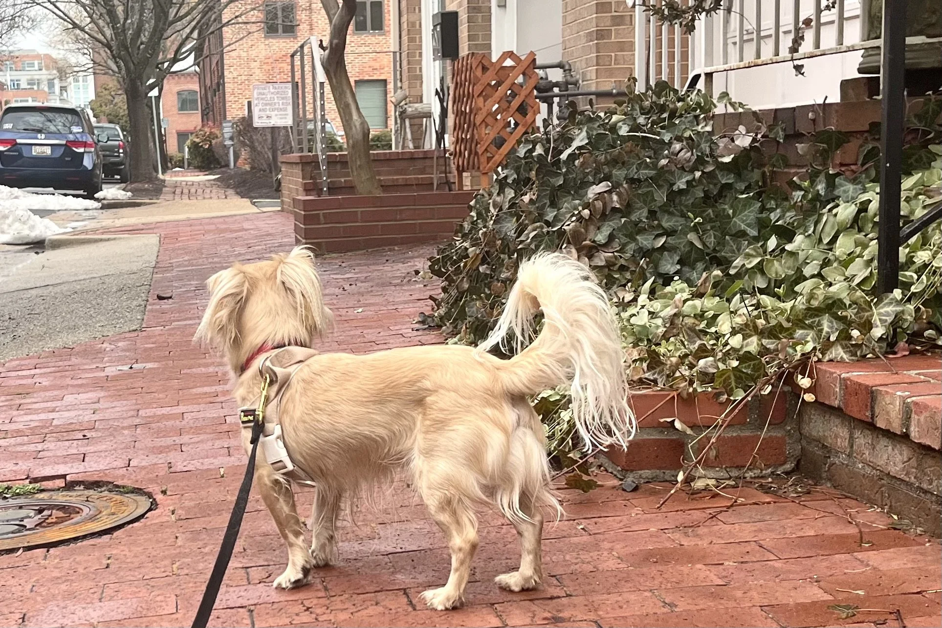 Small dog walking on a quiet brick residential street in Old Town Alexandria away from busy King Street.