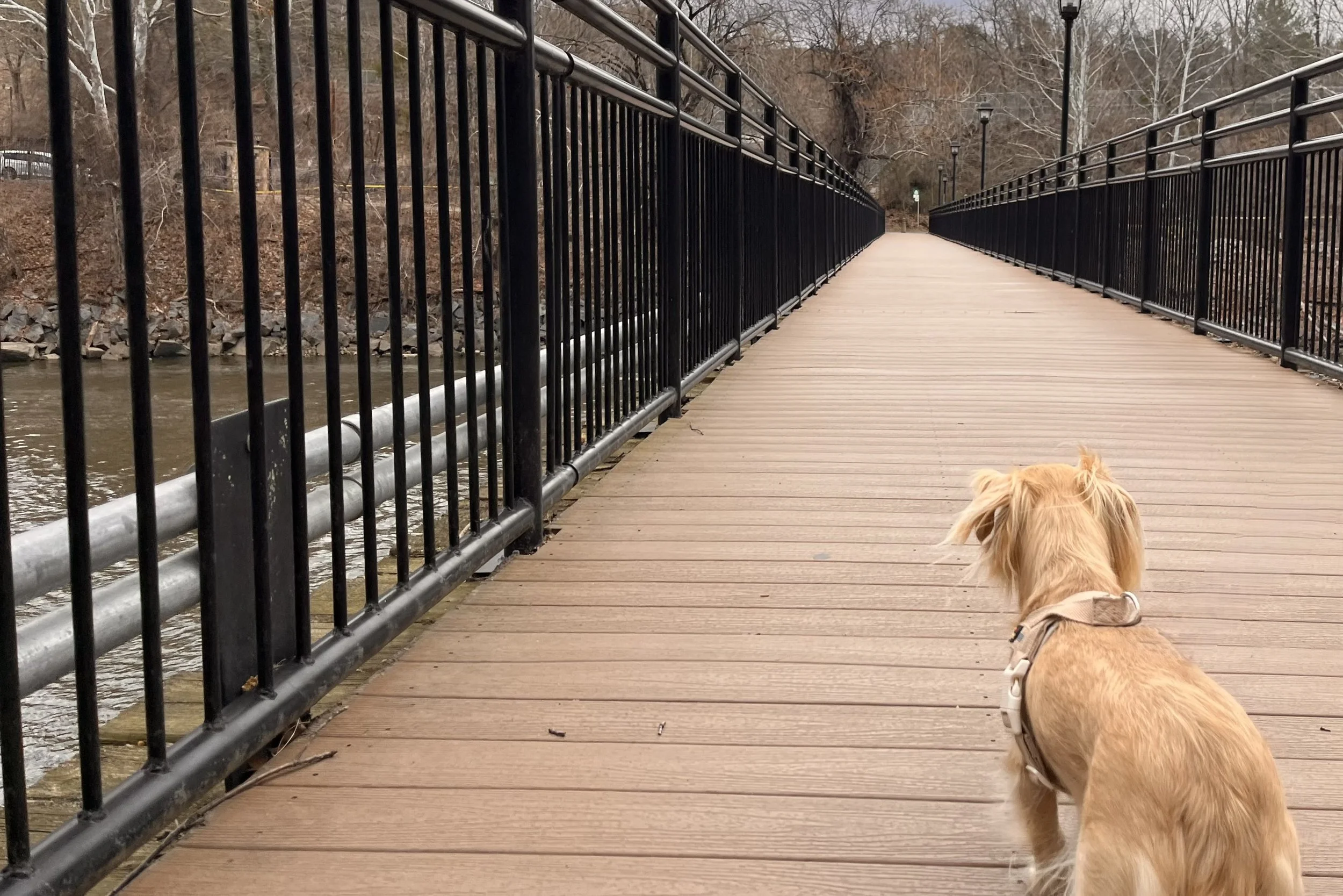 Archie crossing the pedestrian bridge in Historic Occoquan, Virginia.
