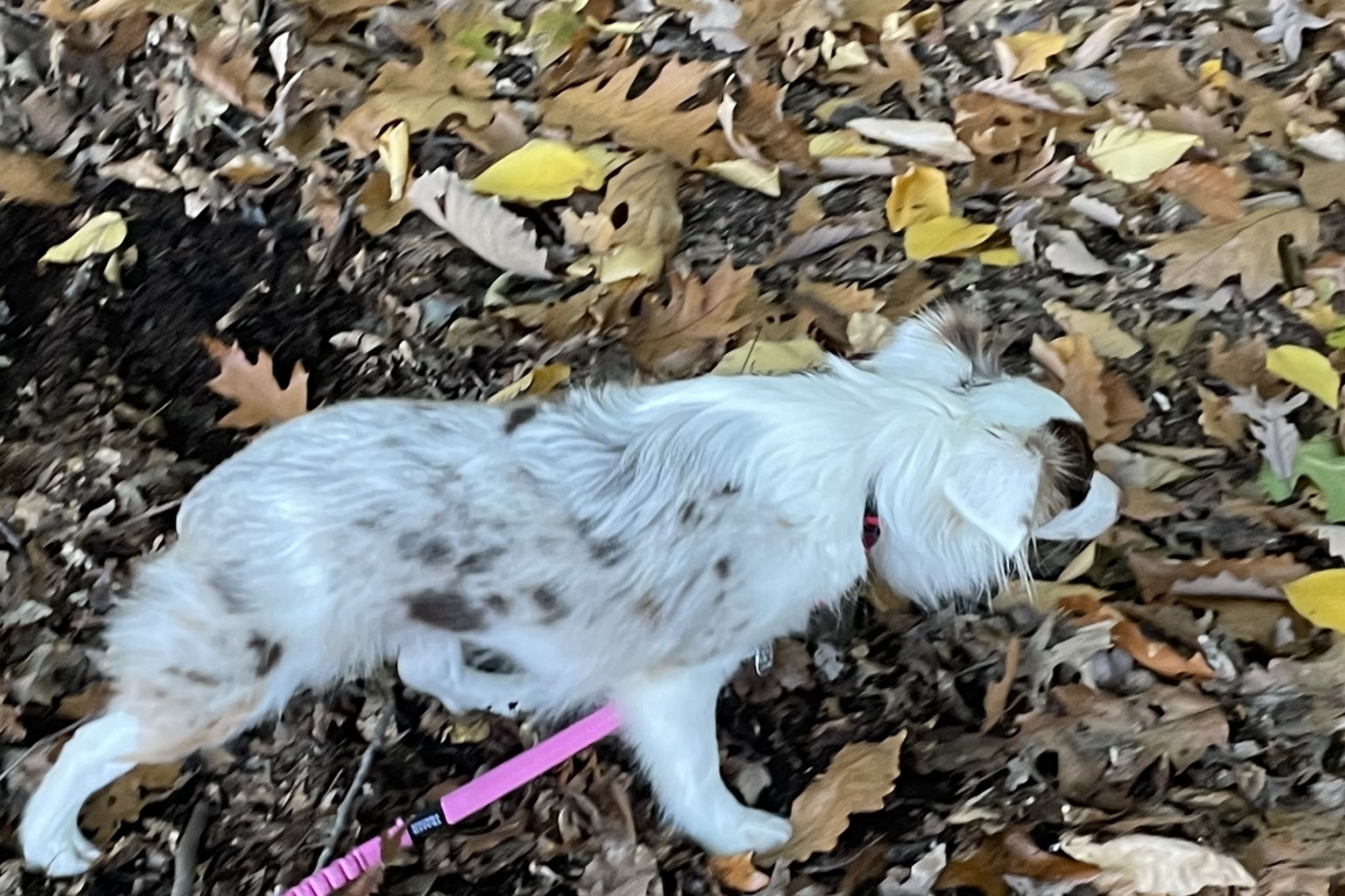 Rescue dog sniffing fallen leaves during one of her first walks after being adopted into a new home.