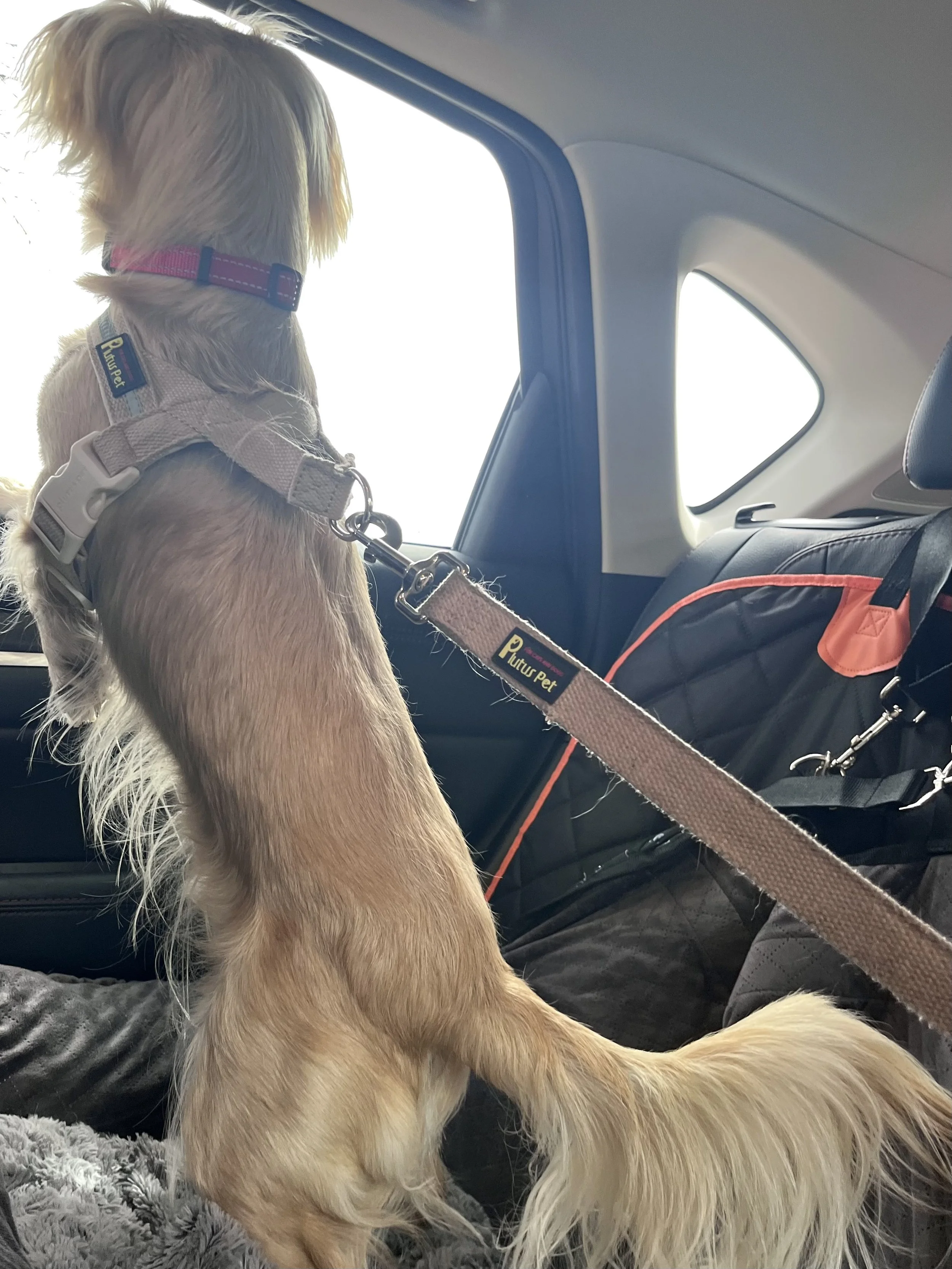Small golden dog pausing in car