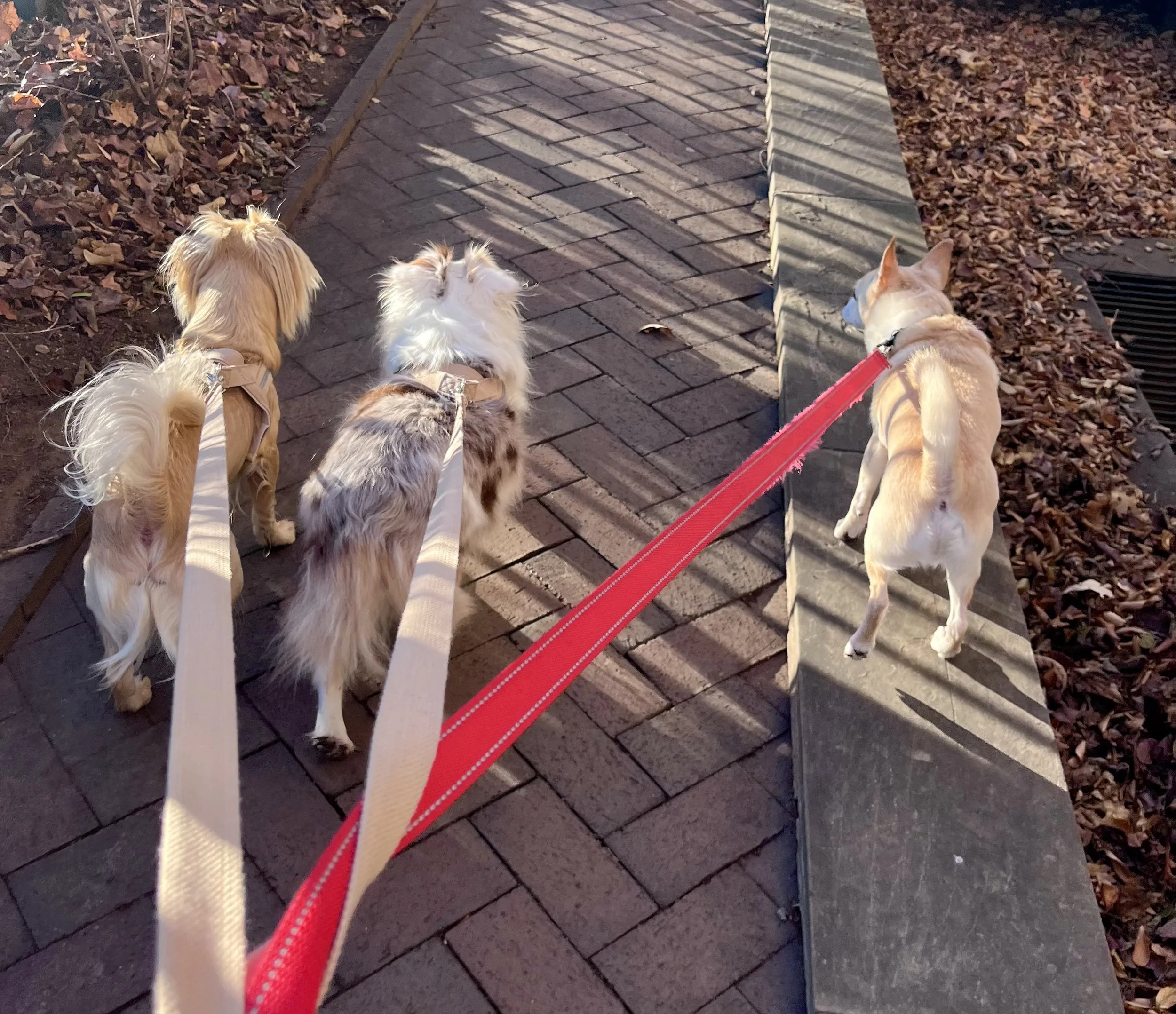 Three dogs walking together on leashes along a brick path, one balancing along a low stone edge.
