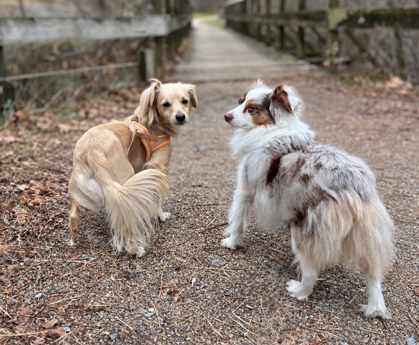 Archie and Saydie standing on the wide gravel Chessie Nature Trail near a wooden bridge in Lexington, Virginia.