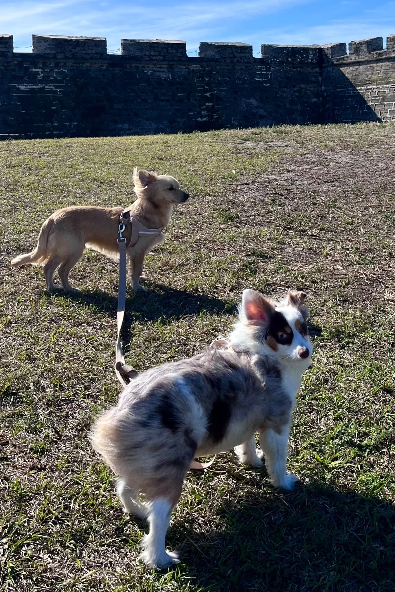 Two dogs walking on grass near the Castillo de San Marcos fort in St. Augustine