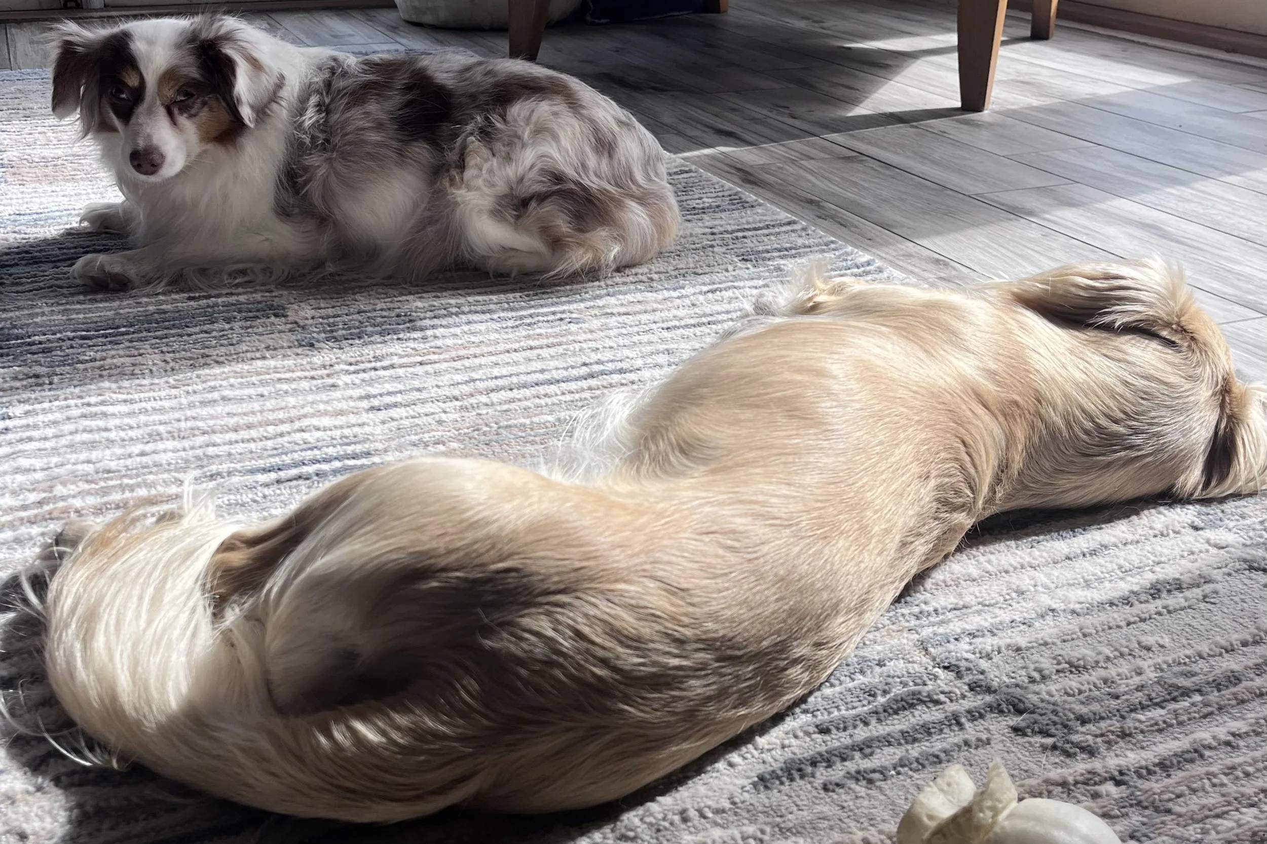 Small dog alert and scanning surroundings indoors, showing restless behavior in a new place