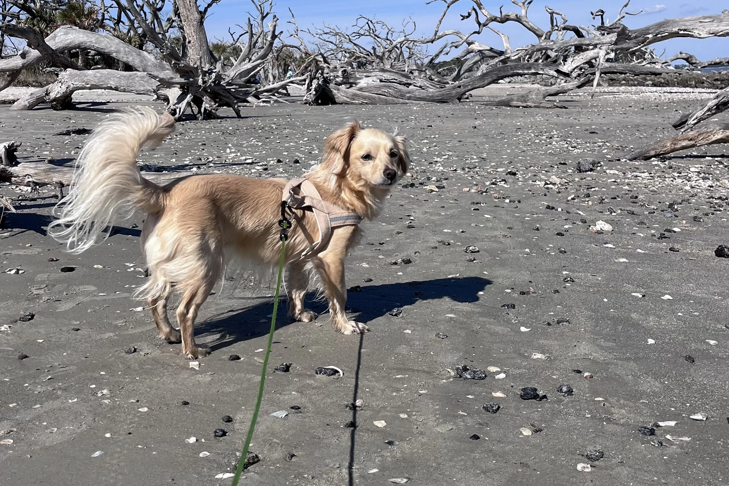 Dog standing on flat sand surrounded by fallen driftwood trees at Driftwood Beach on Jekyll Island.