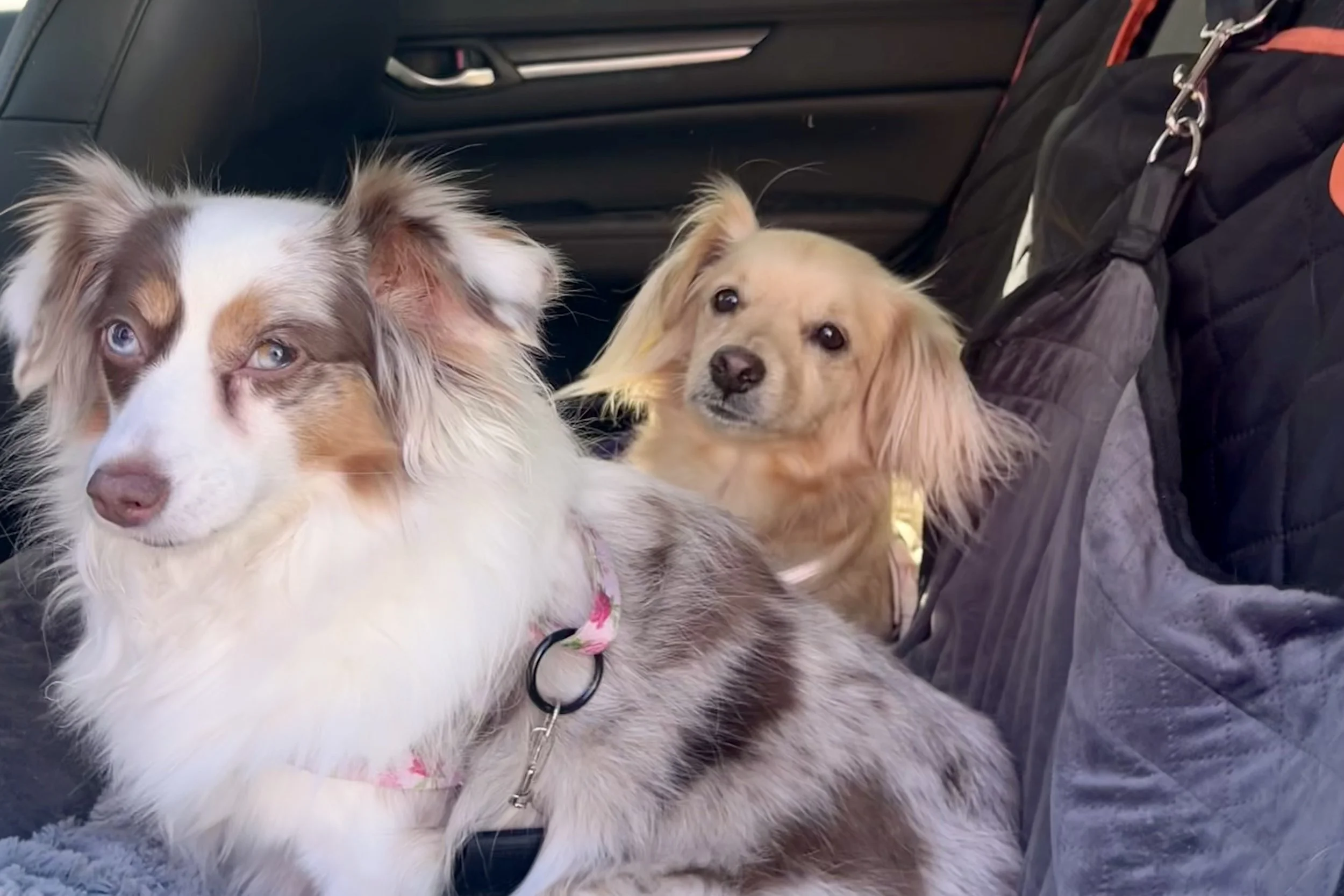 Comparison of puppy and senior dog preparing for car ride showing different support needs.