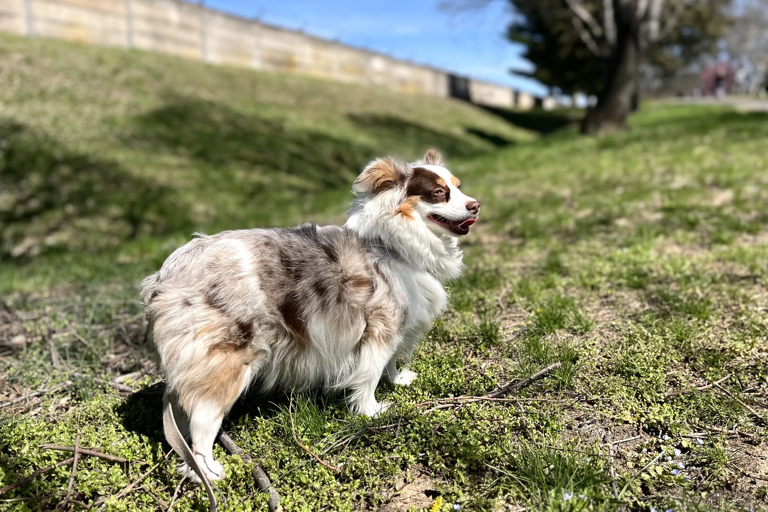 Small fluffy dog standing on a grassy slope, looking ahead and taking in the surroundings.