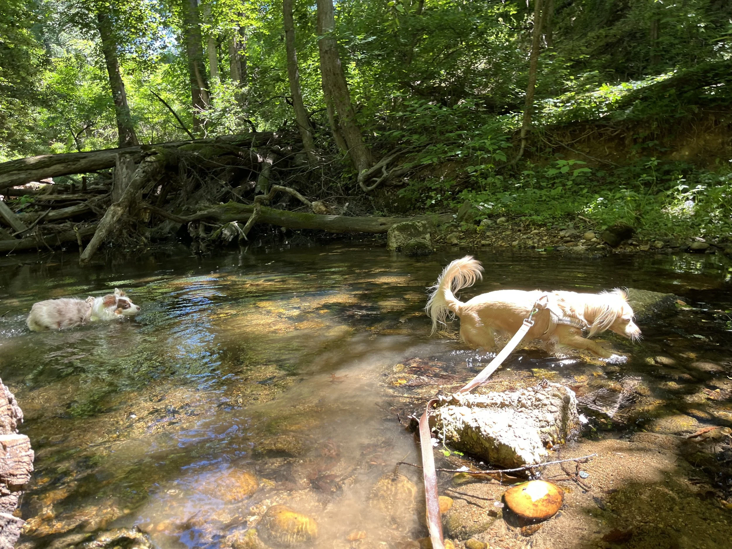 Two dogs wading in the shallow water of Taylor Run at Chinquapin Park on a summer day.