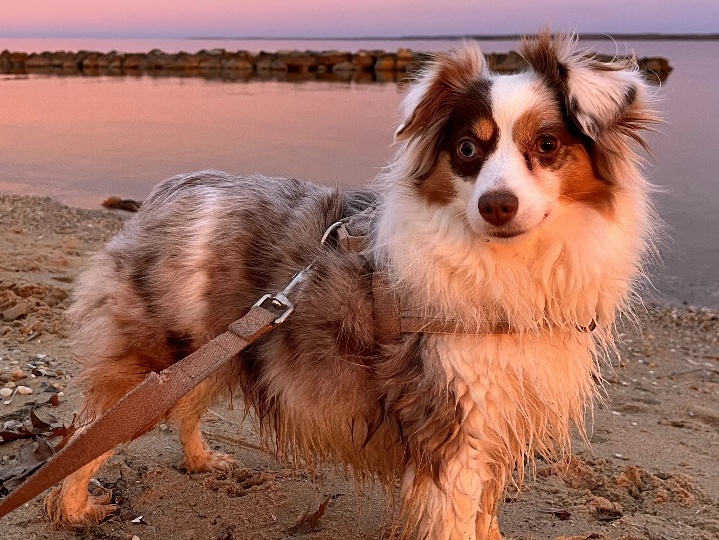 Small dog watching the sunset at Colonial Beach Virginia during a dog-friendly weekend trip from Washington DC.