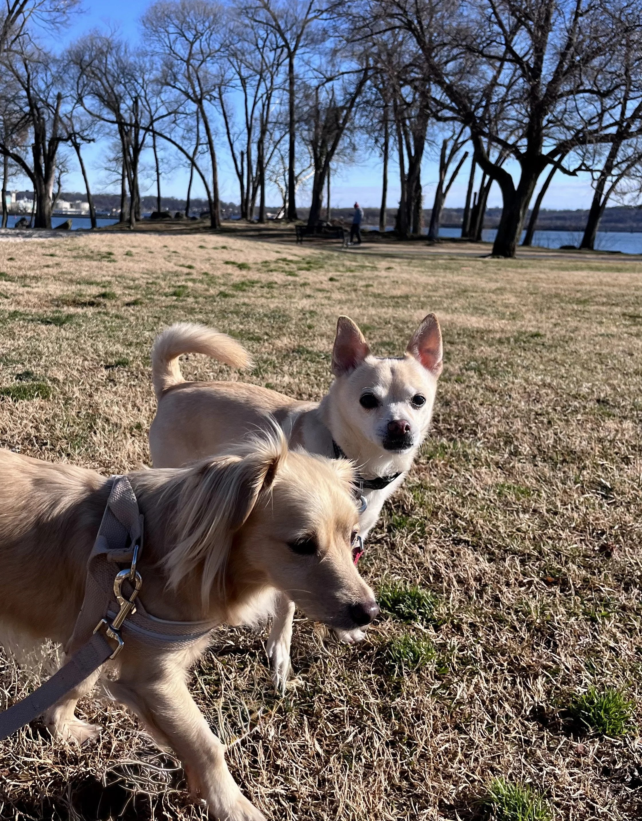 Two small dogs on leashes standing on a grassy area near the waterfront in Old Town Alexandria.