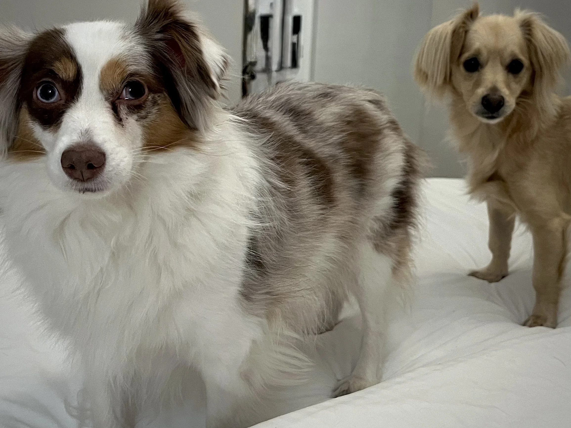 Two small dogs standing alert on a hotel bed during the first night of travel, showing early signs of stress and adjustment to a new environment.